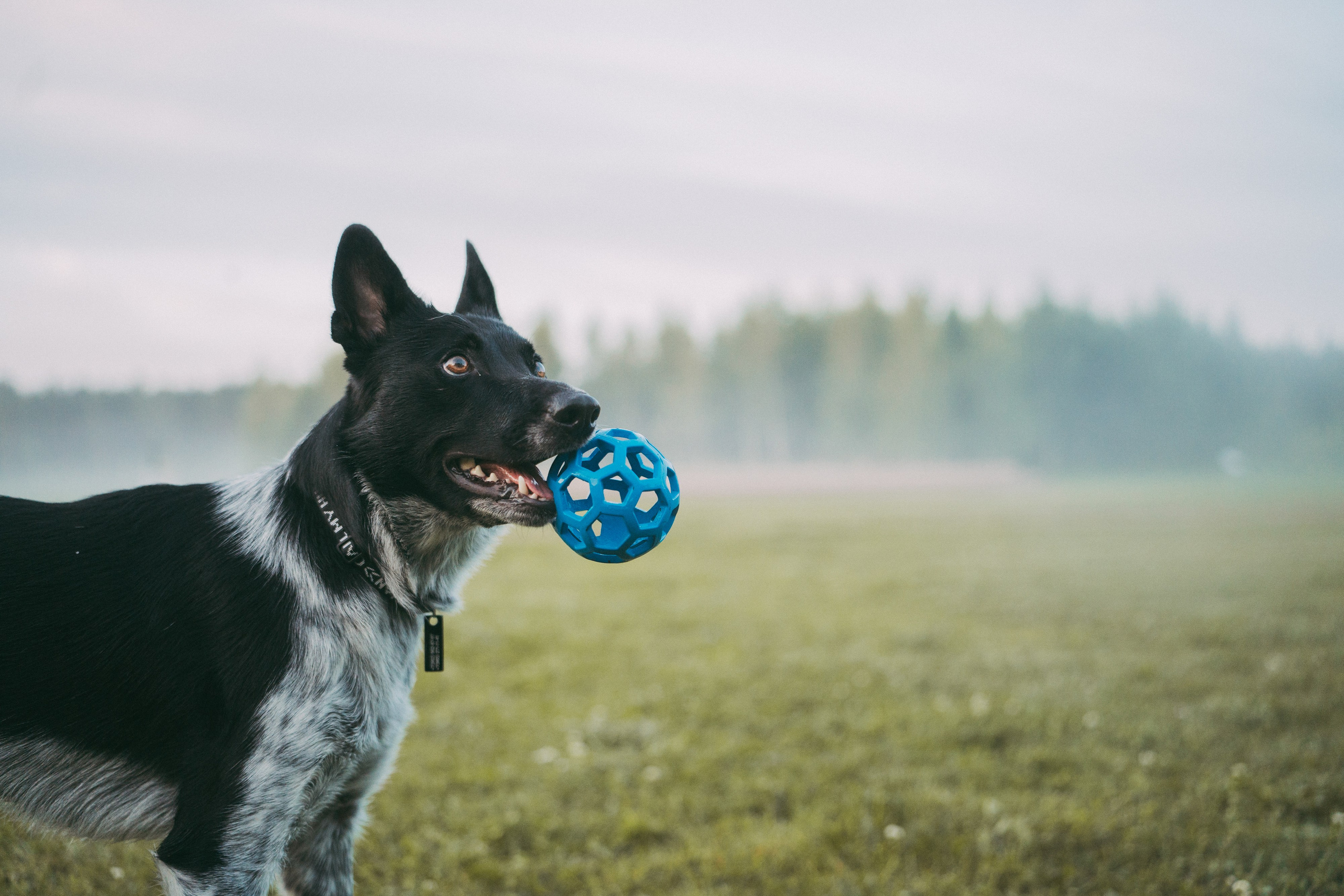 Катя, Сергей и Флинт. Фотограф анималист в Москве и Санкт-Петербурге Свиридова Анна