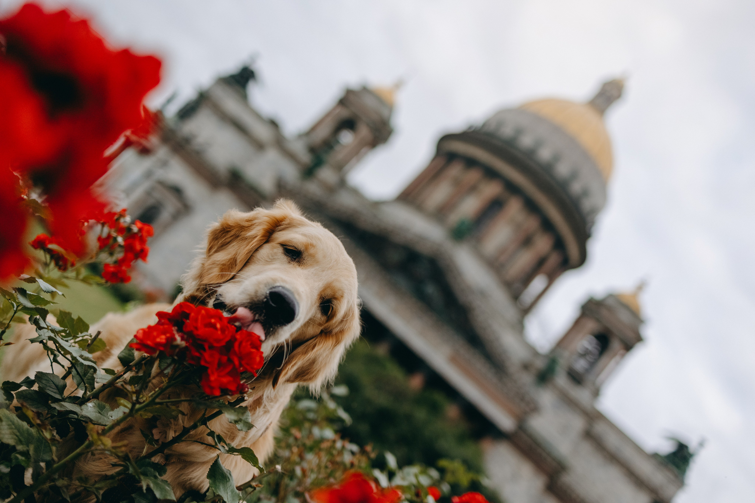 Бетти и ее семья. Фотограф — Анималист | Санкт-Петербург