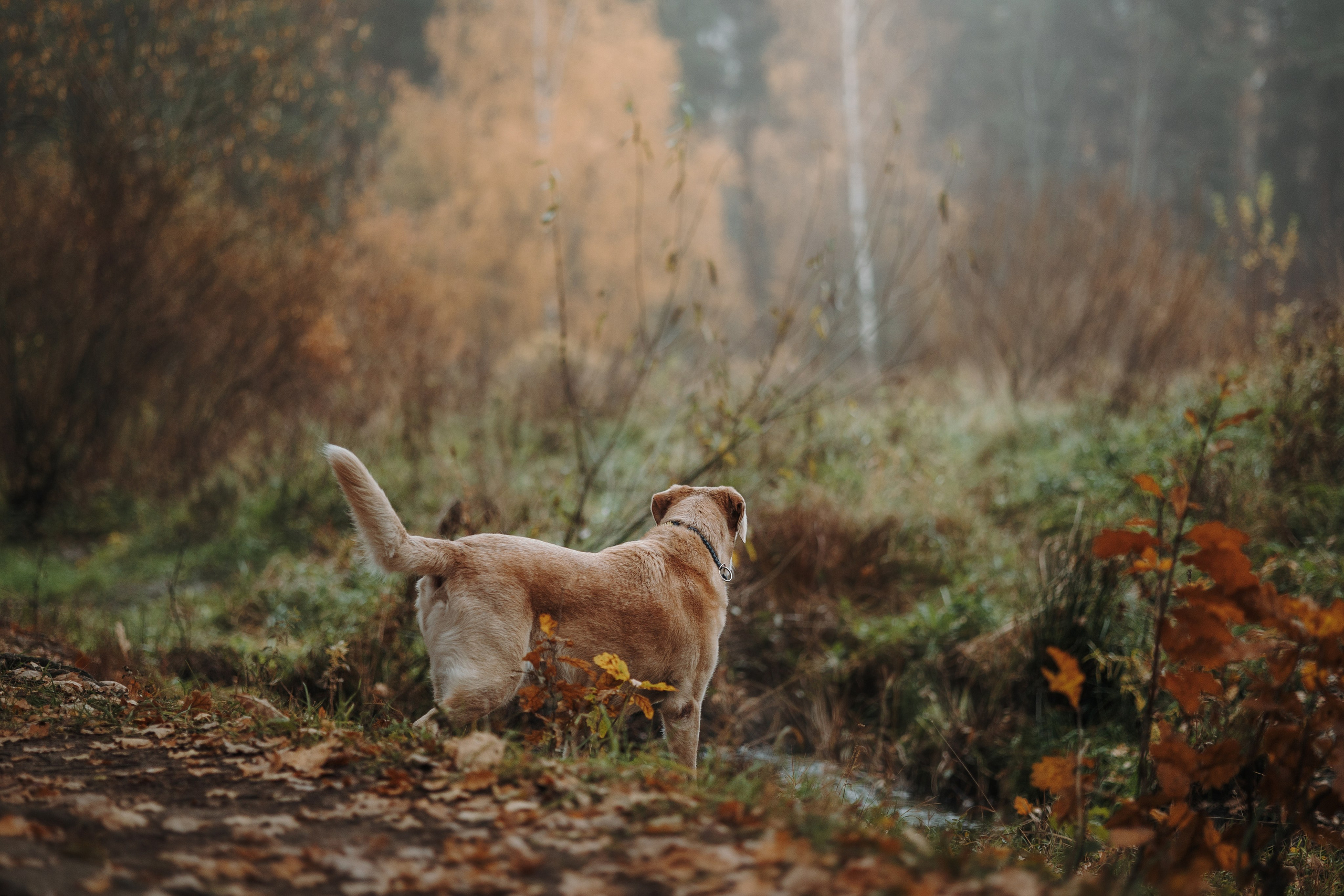 Оксана и Барон. Фотограф — Анималист | Санкт-Петербург