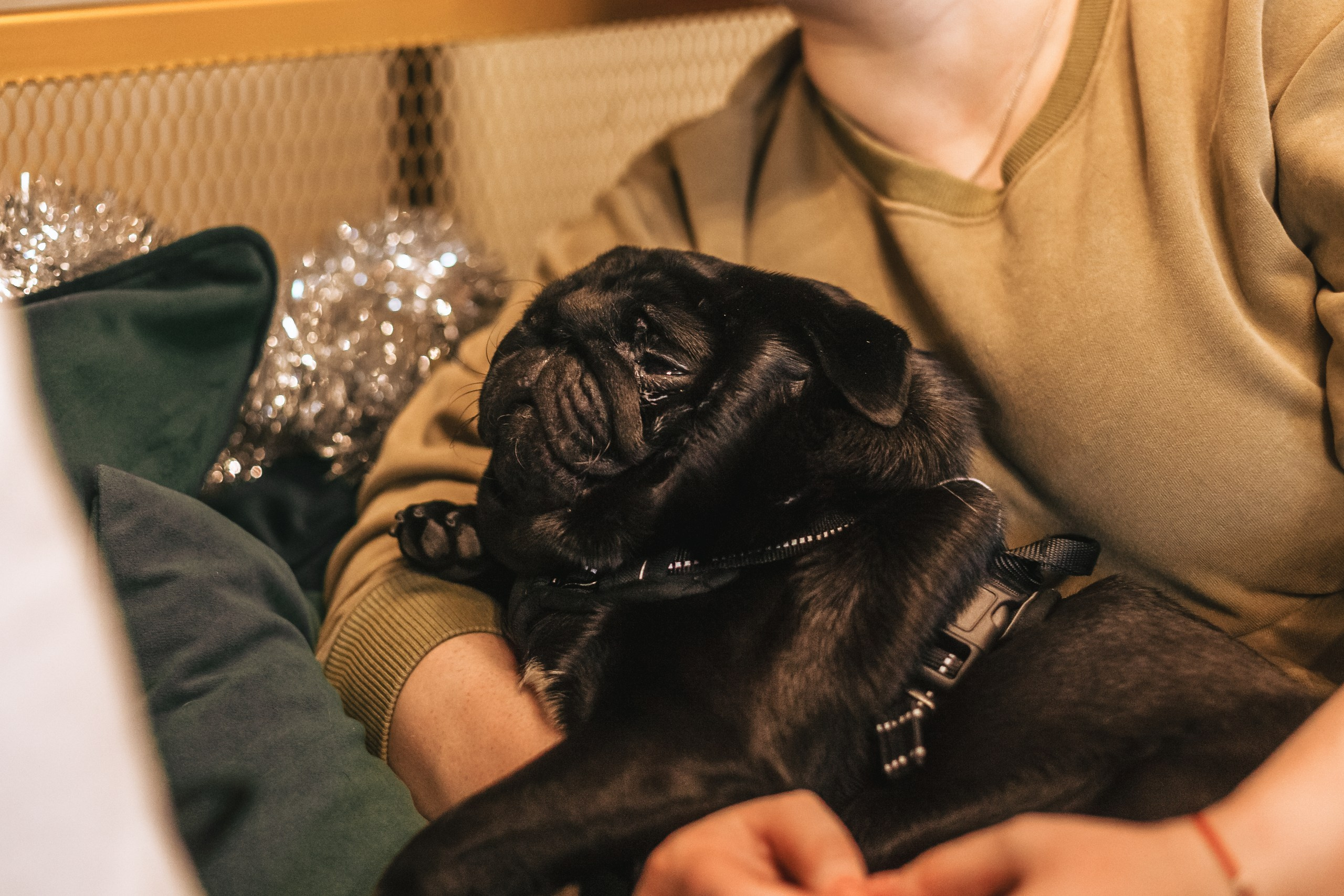 Мопсовстреча 02.12.2023. Фотограф-анималист Татьяна Степанова