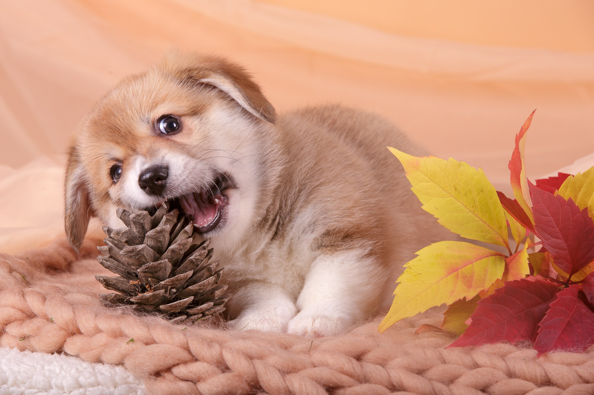 Фотосъёмки щенков. Фотограф-анималист Natalia Deingel | Фотосъемка собак в Москве