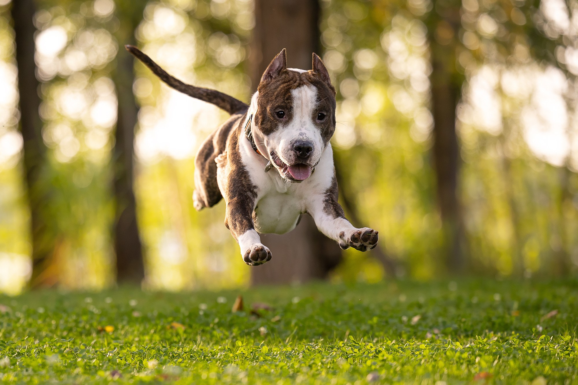 Амстафф Честер и его семья. Фотограф-анималист Natalia Deingel | Фотосъемка собак в Москве