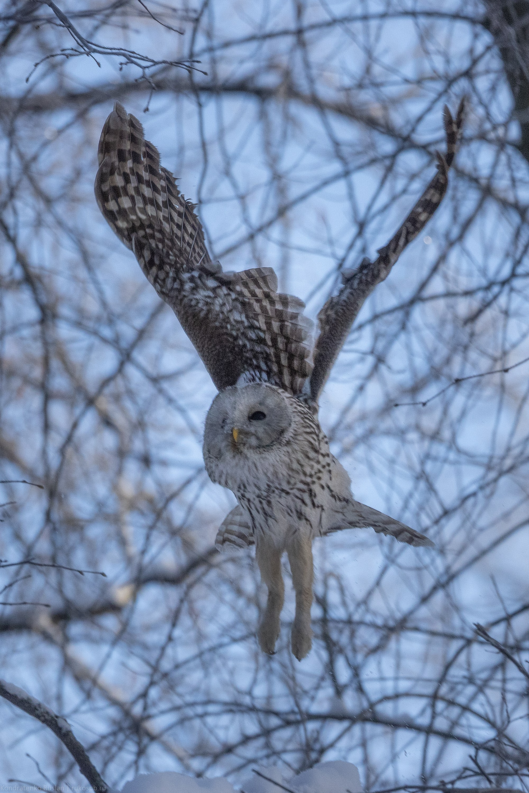 Длиннохвостая неясыть. Архитектурный и пейзажный фотограф Кондратенко Руслан, Санкт-Петербург