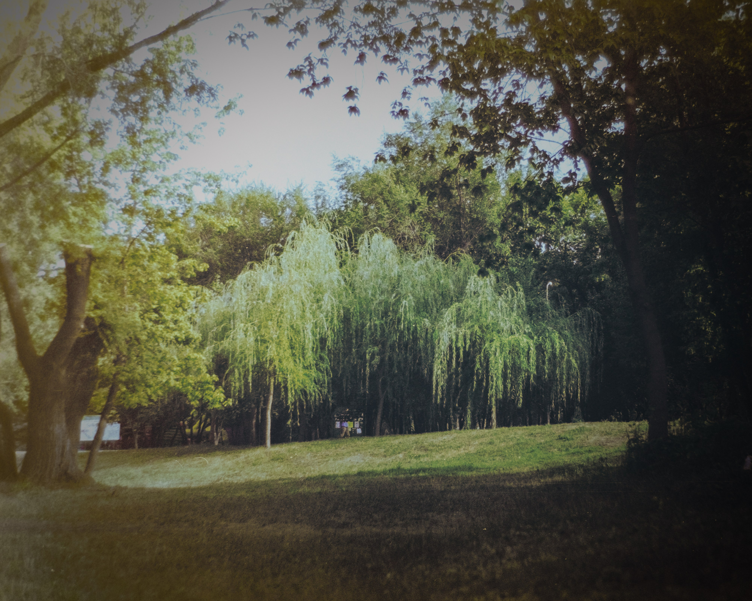 Пленочная история. Дмитрий Пропадалин, Нейрофотография