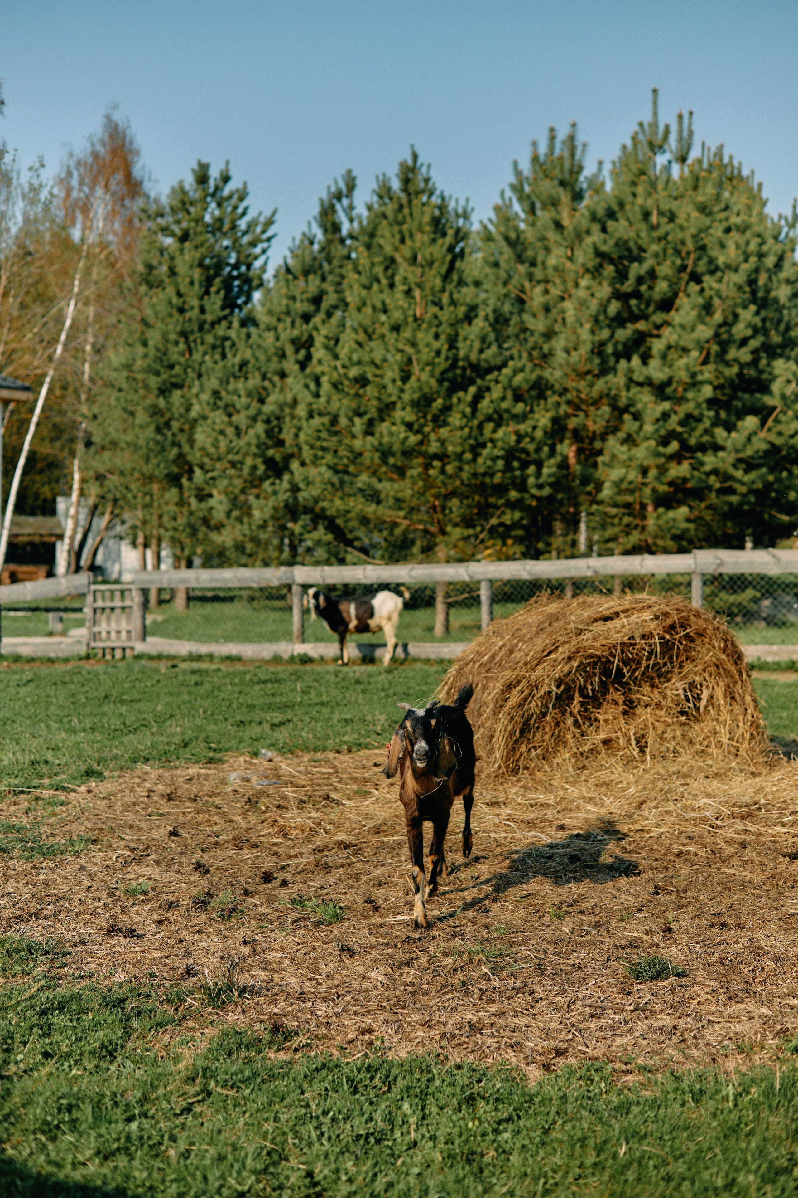 Бутик-отель Поле летом. Профессиональный Фотограф во Владимире, в Москве и в Суздале — Полина Романычева