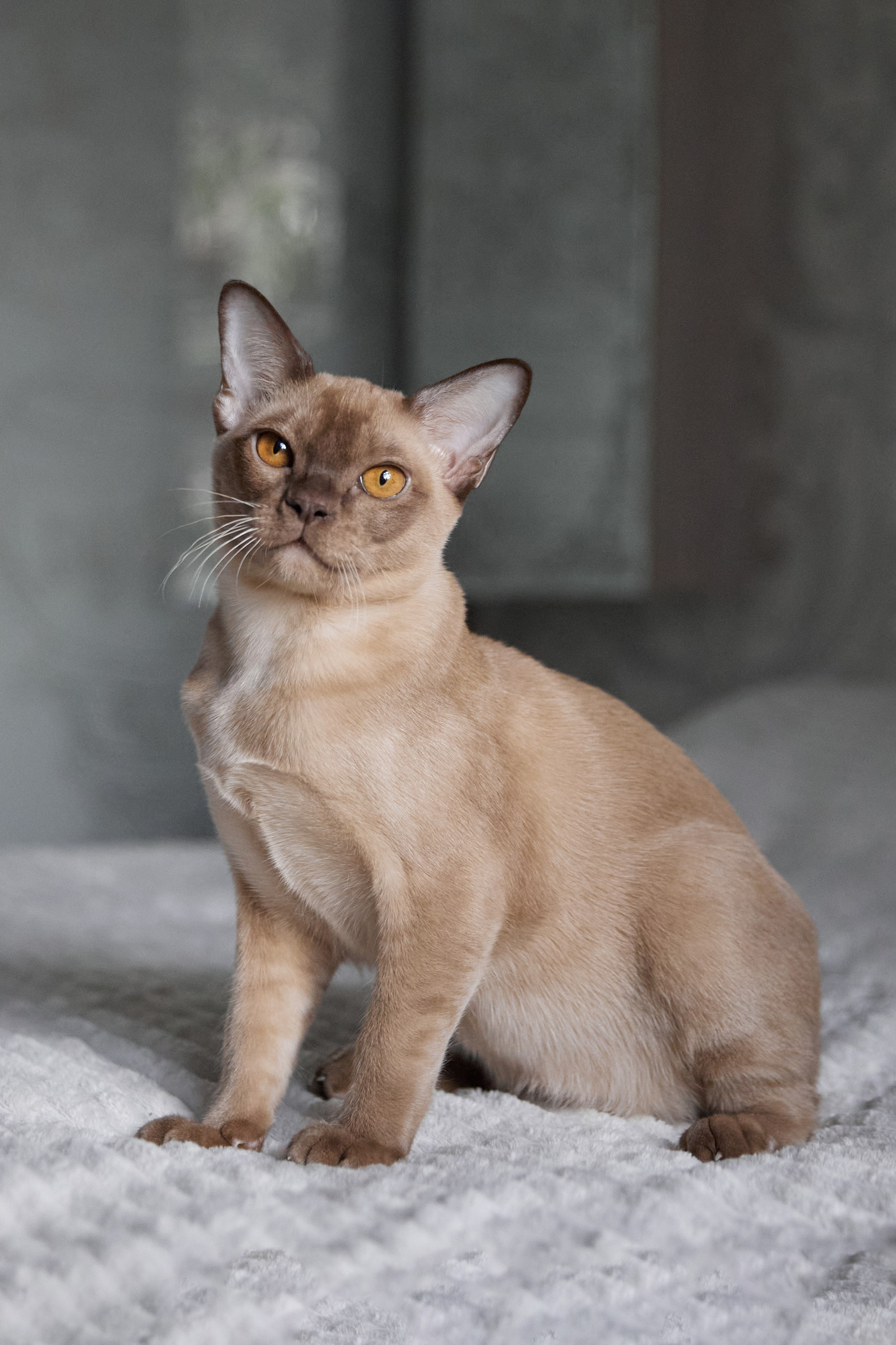 Jordan-Teo (Саратов). Питомник «Bouncy Life»