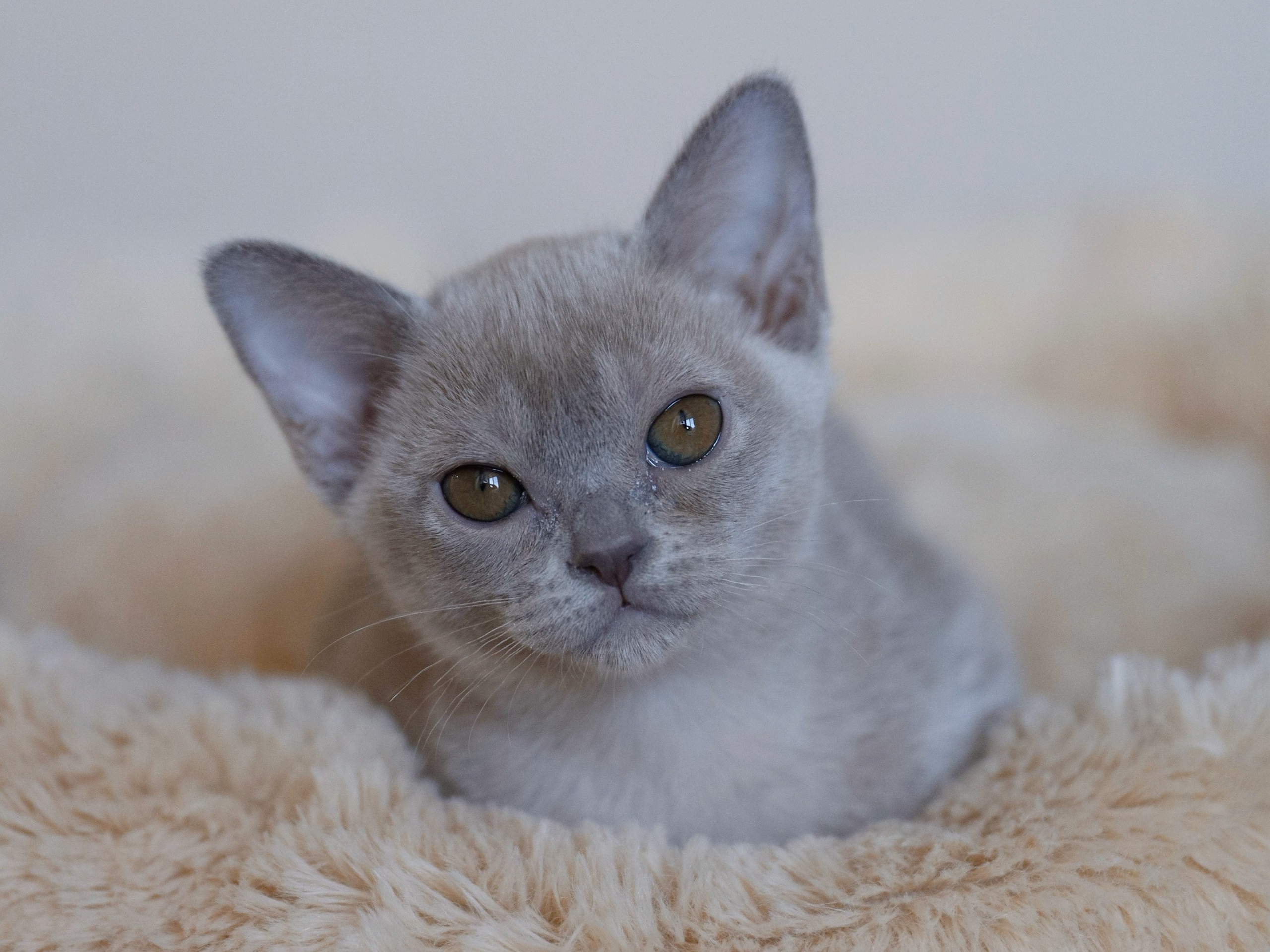 В. Питомник «Bouncy Life»