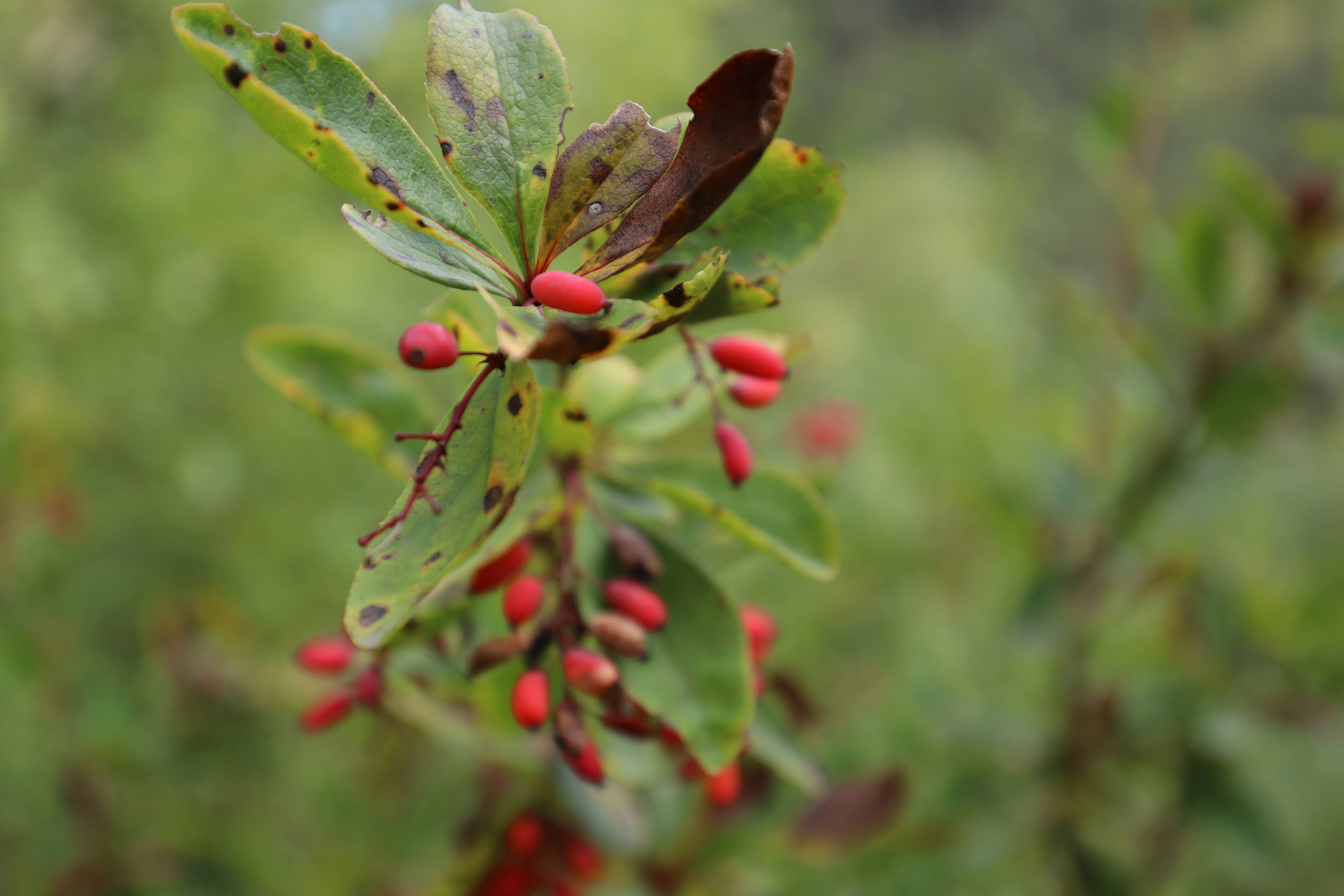 Приэльбрусье. Сентябрь 2024. Путешественник-фотограф из Санкт-Петербурга Татьяна Свистулина