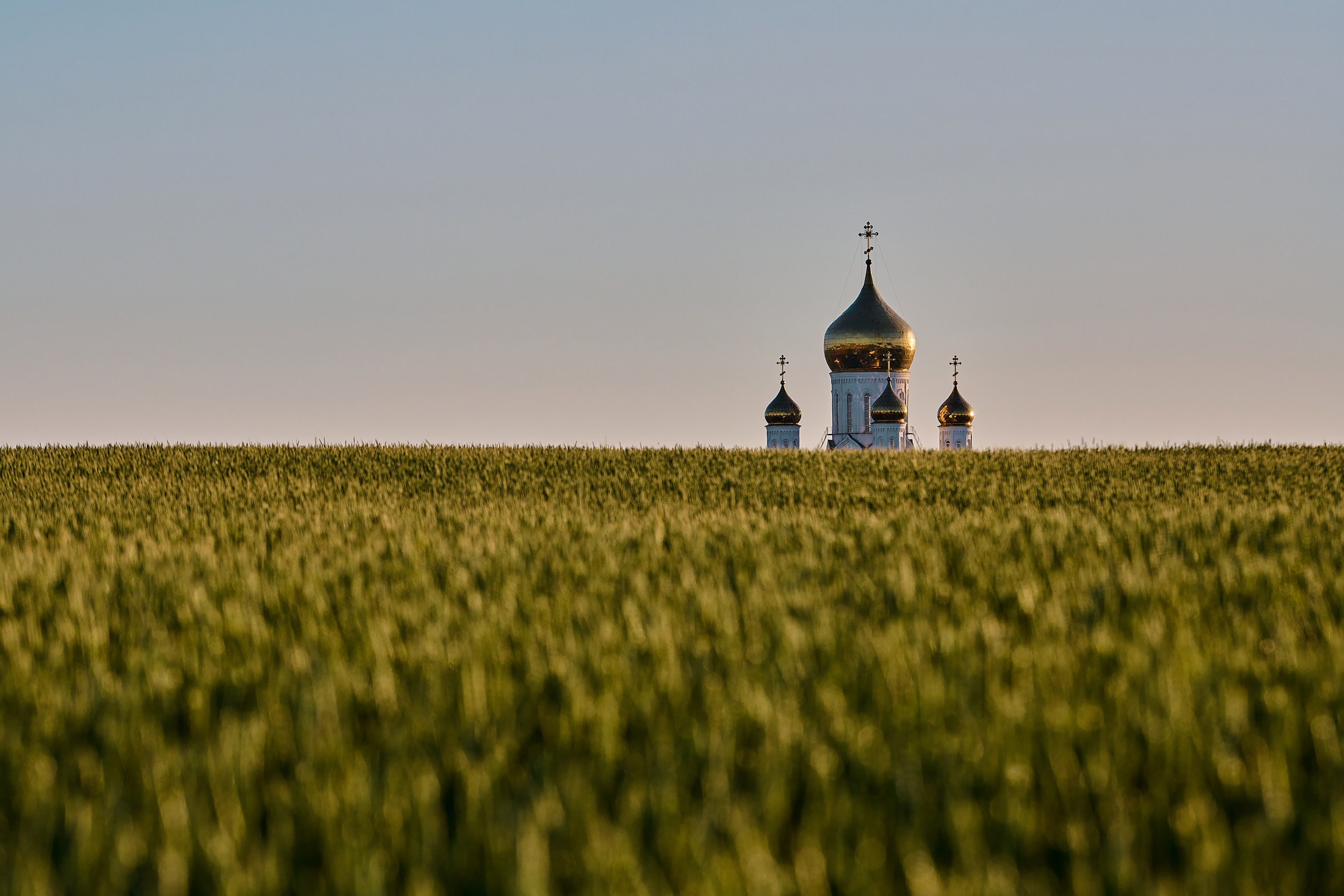 поселок Приазовский, Краснодарский край, поле, пшеница, собор, храм