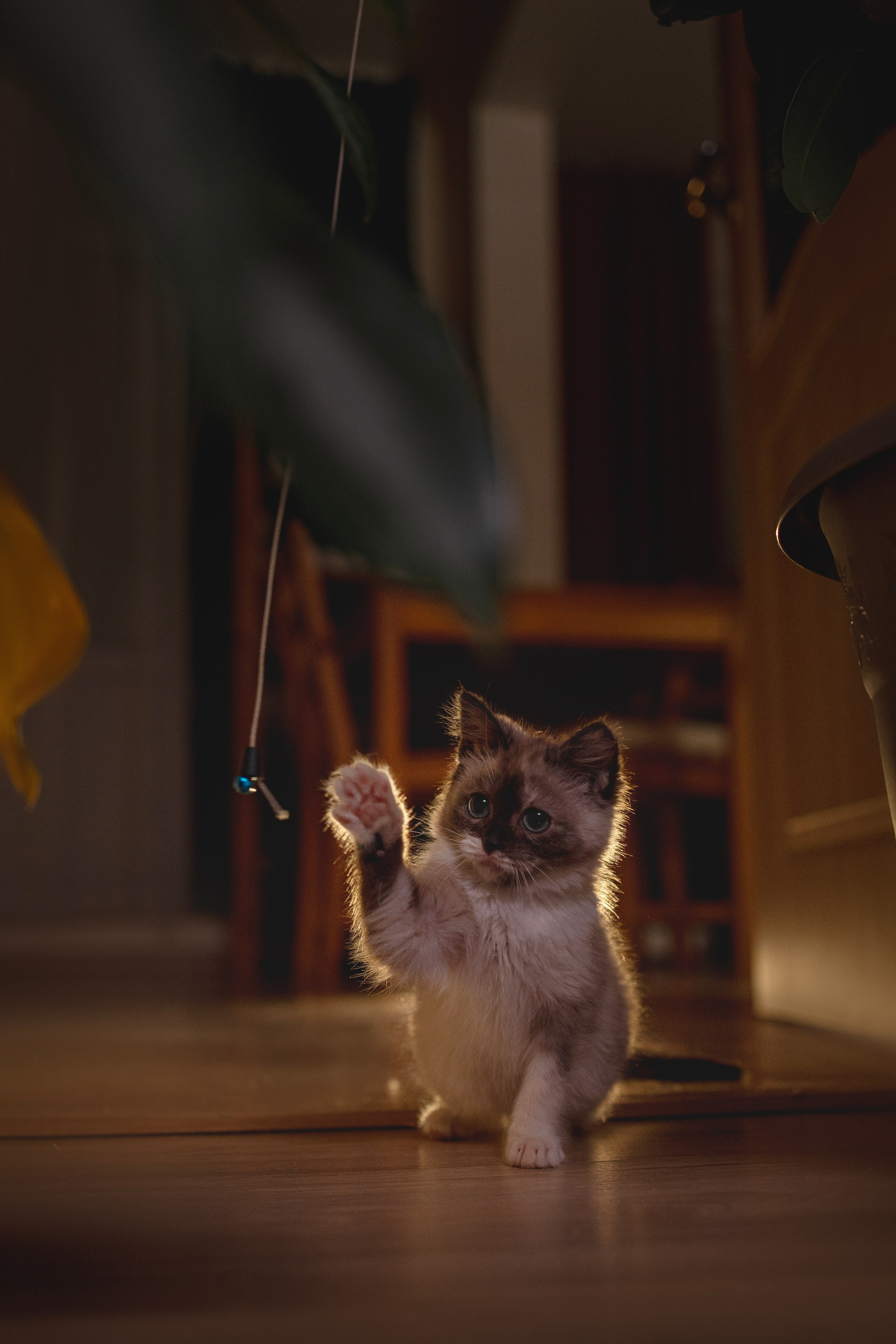 Кошки. Фотограф анималист в Москве Майорова Евгения