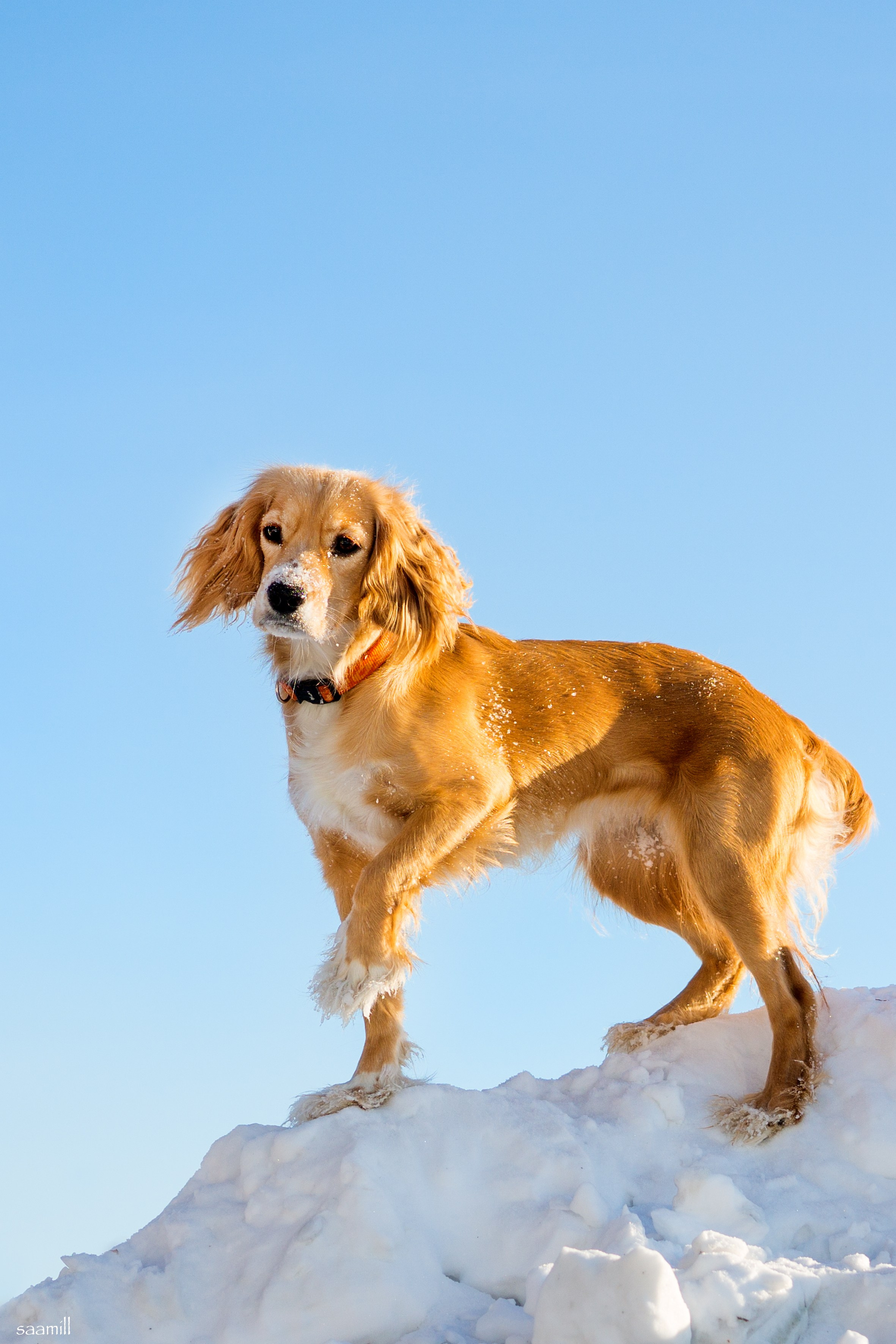 Life with dog. Saamill