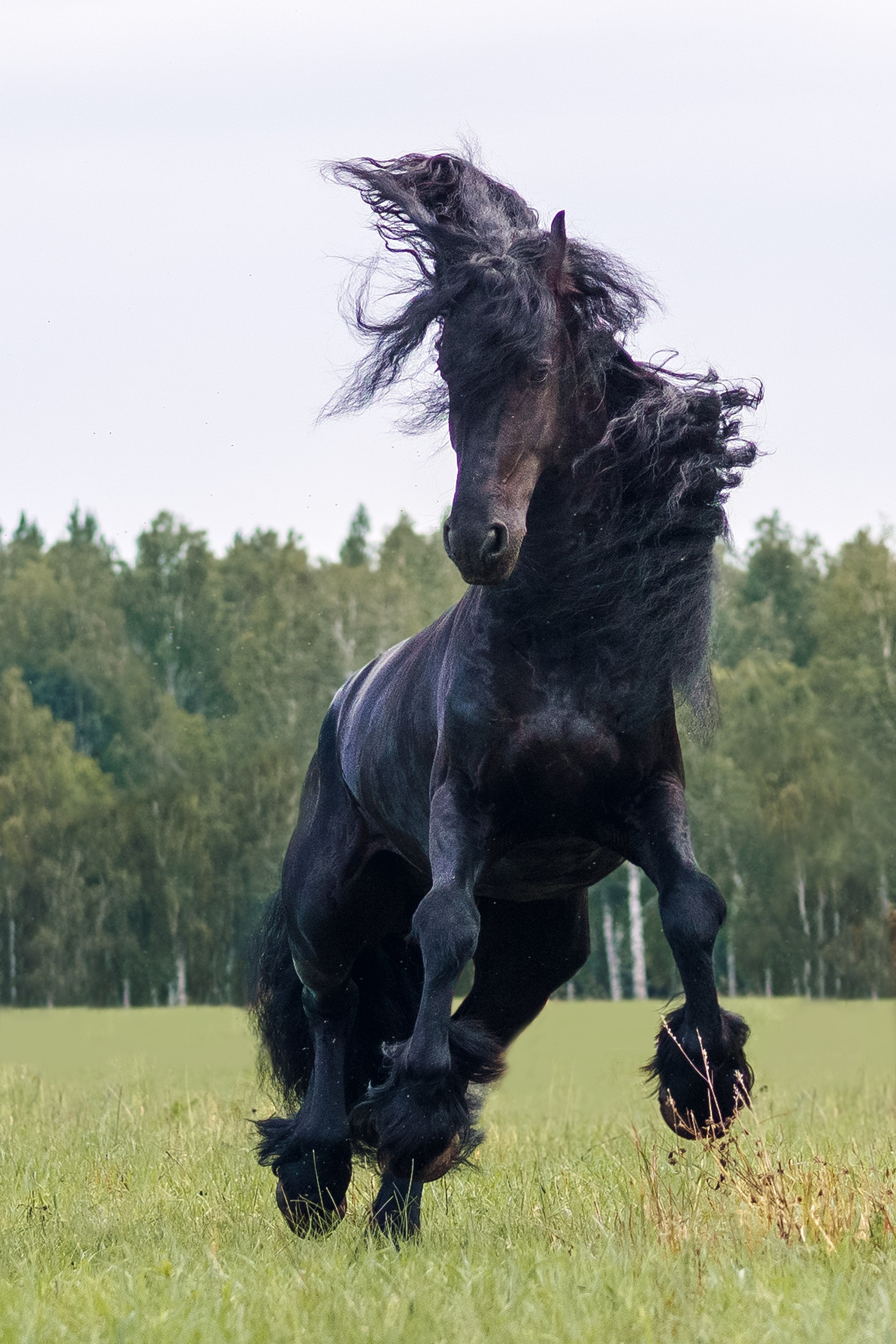 Life with horse. Saamill