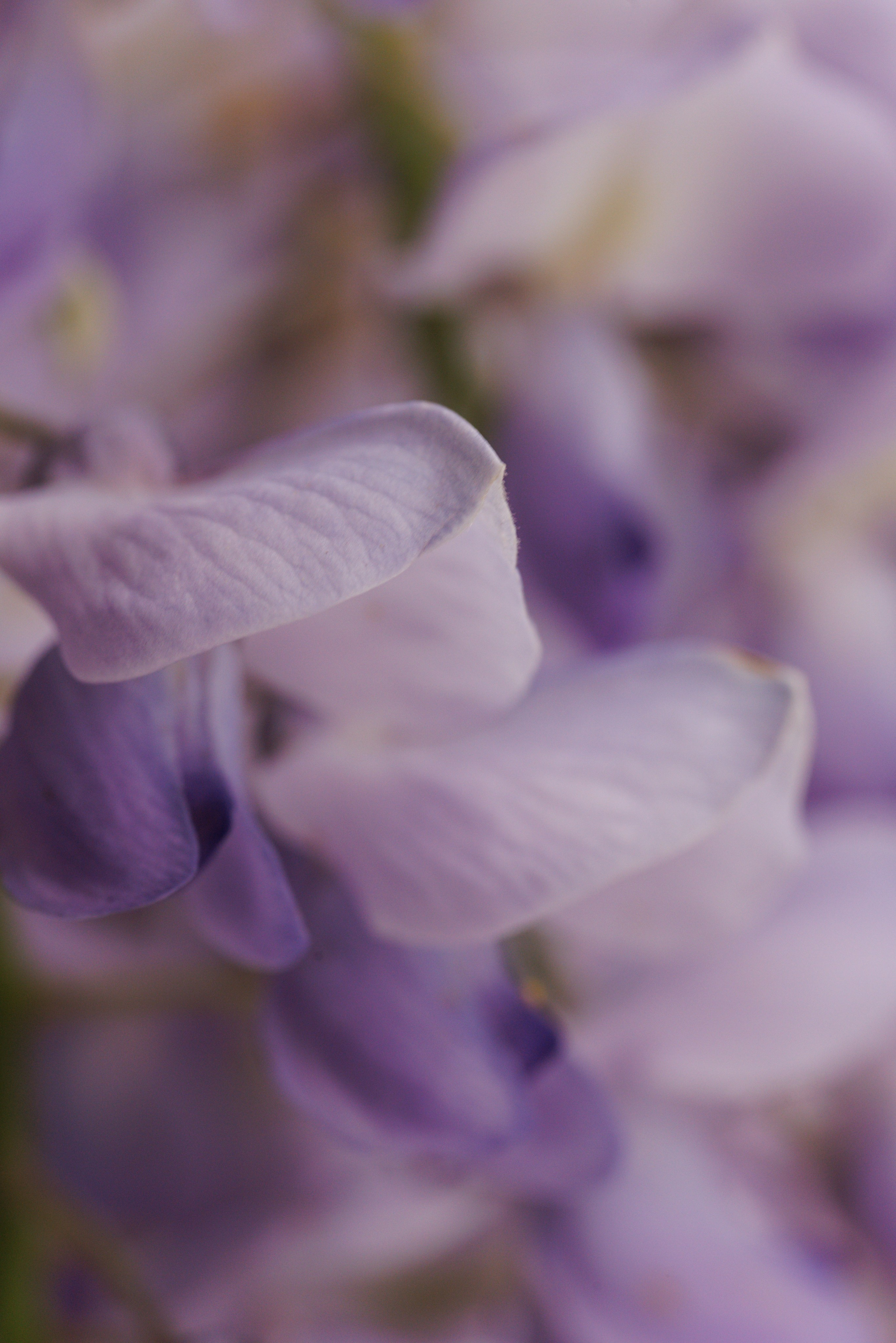 Macro. Фотограф на Юге России