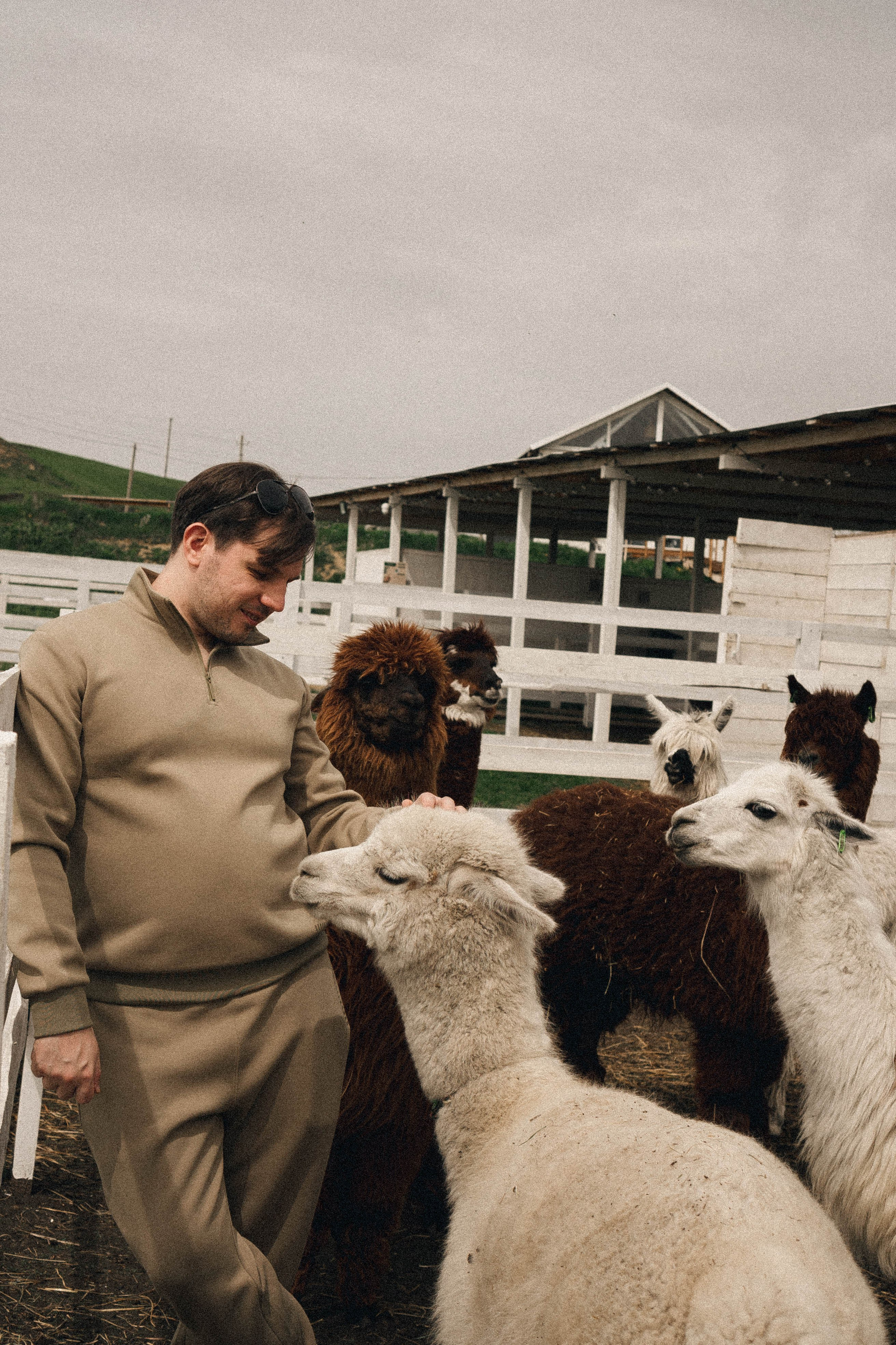 Ферма Альпак. Профессиональный фотограф, Санкт-Петербург — Виктория Богомолова