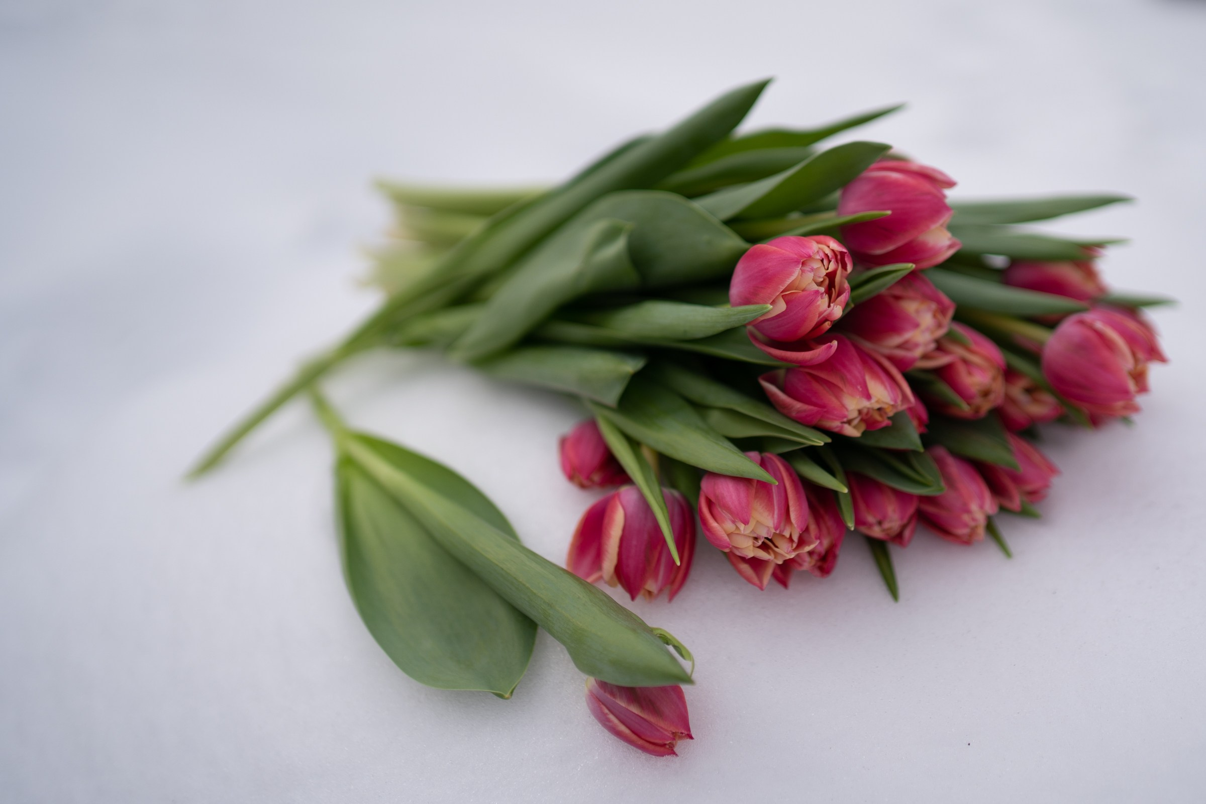 Ксюша и Тюльпаны женская съемка. Семейный видеограф и фотограф Соснина Марина