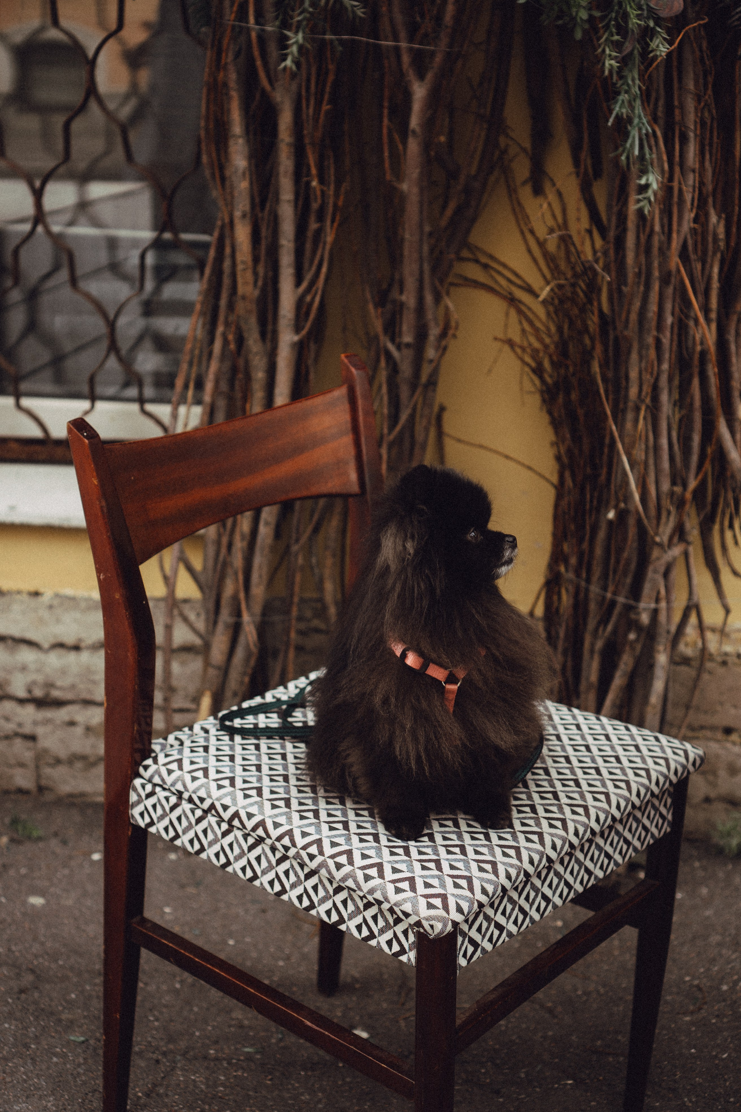 Беременность (только часть фото по желанию клиентов могу показать)). Профессиональный фотограф, Санкт-Петербург — Виктория Богомолова