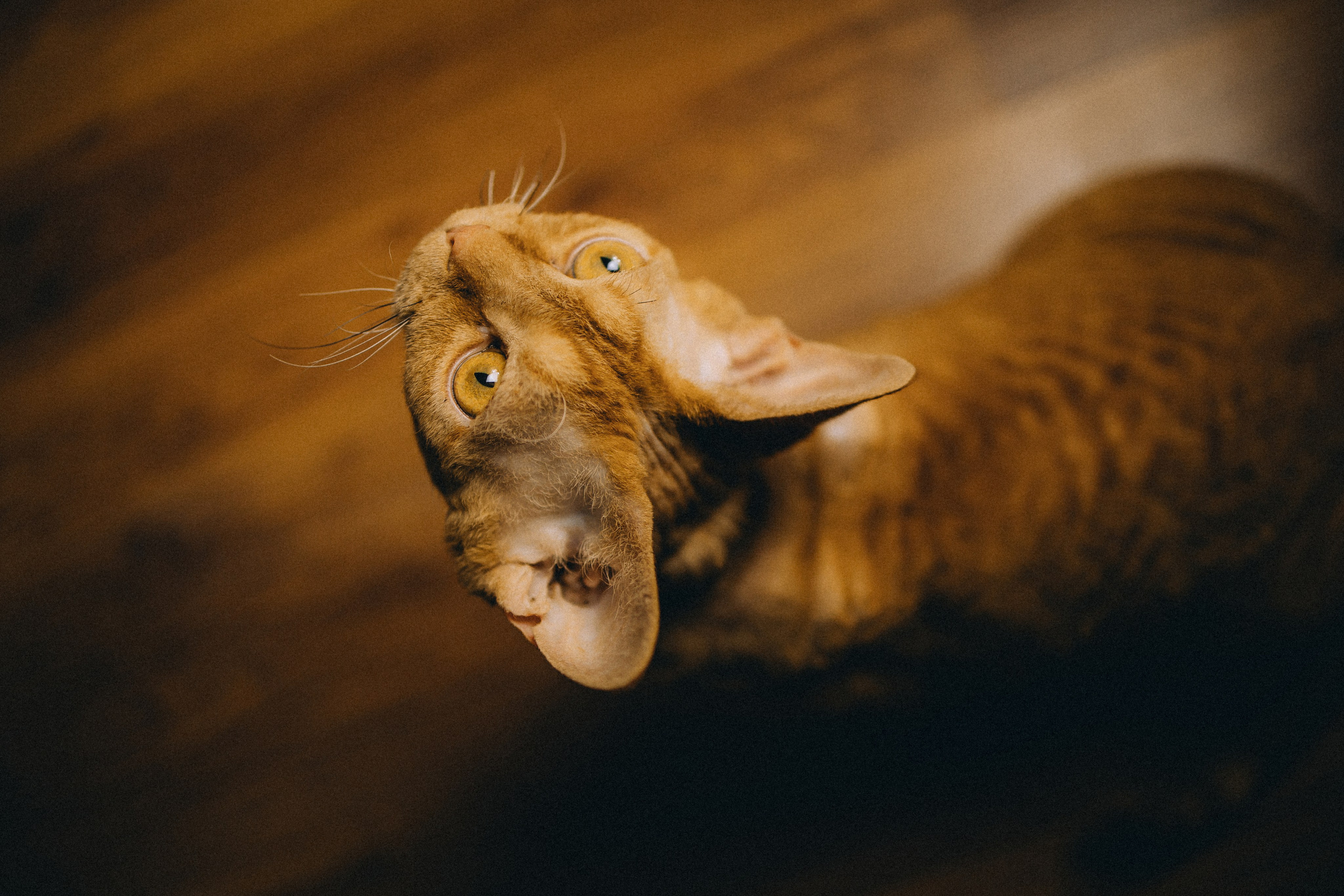 Гречка, Ковш и их семья