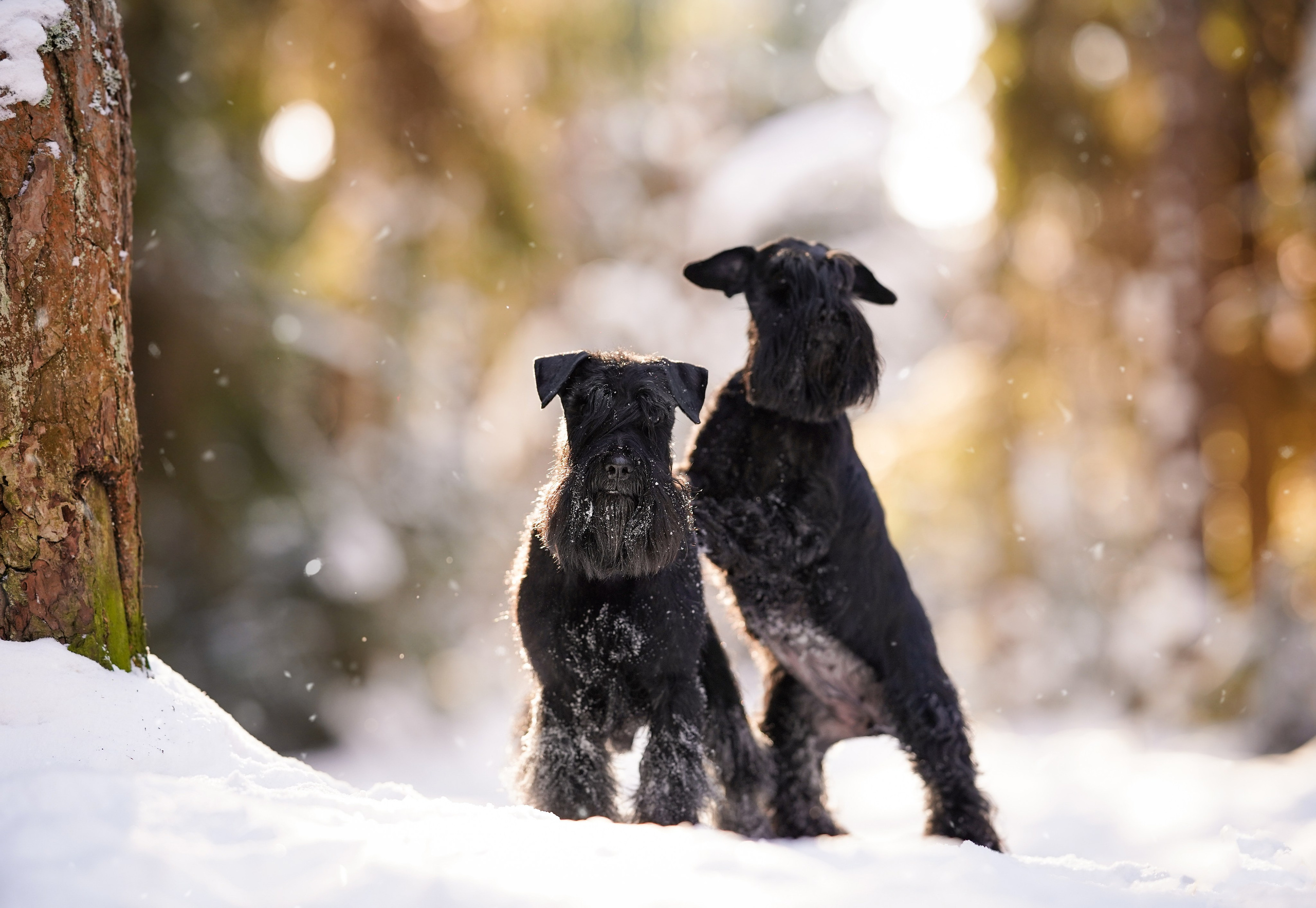 Настя Энзо и Мия. Фотограф-анималист в Санкт-Петербурге Яна Мартынова