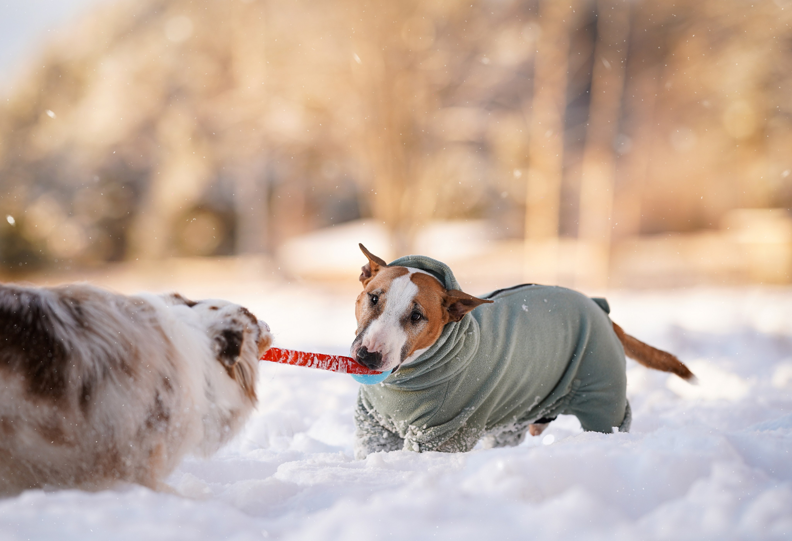 Панда и Юни Карелия. Фотограф-анималист в Санкт-Петербурге Яна Мартынова