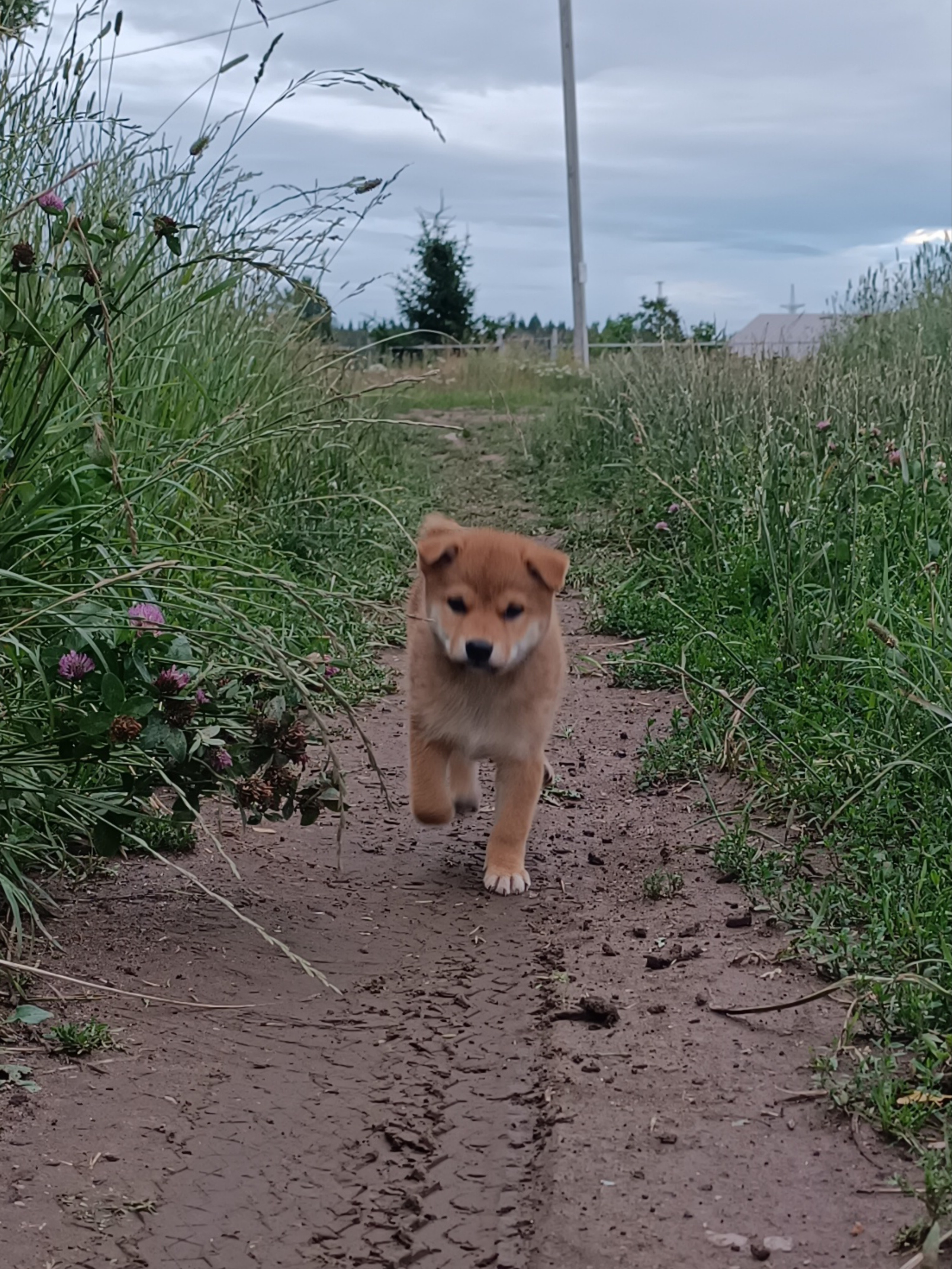 сиба питомник Рубилайт щенки на продажу rubylight  сиба щенки купить СПб Санкт-Петербург 
