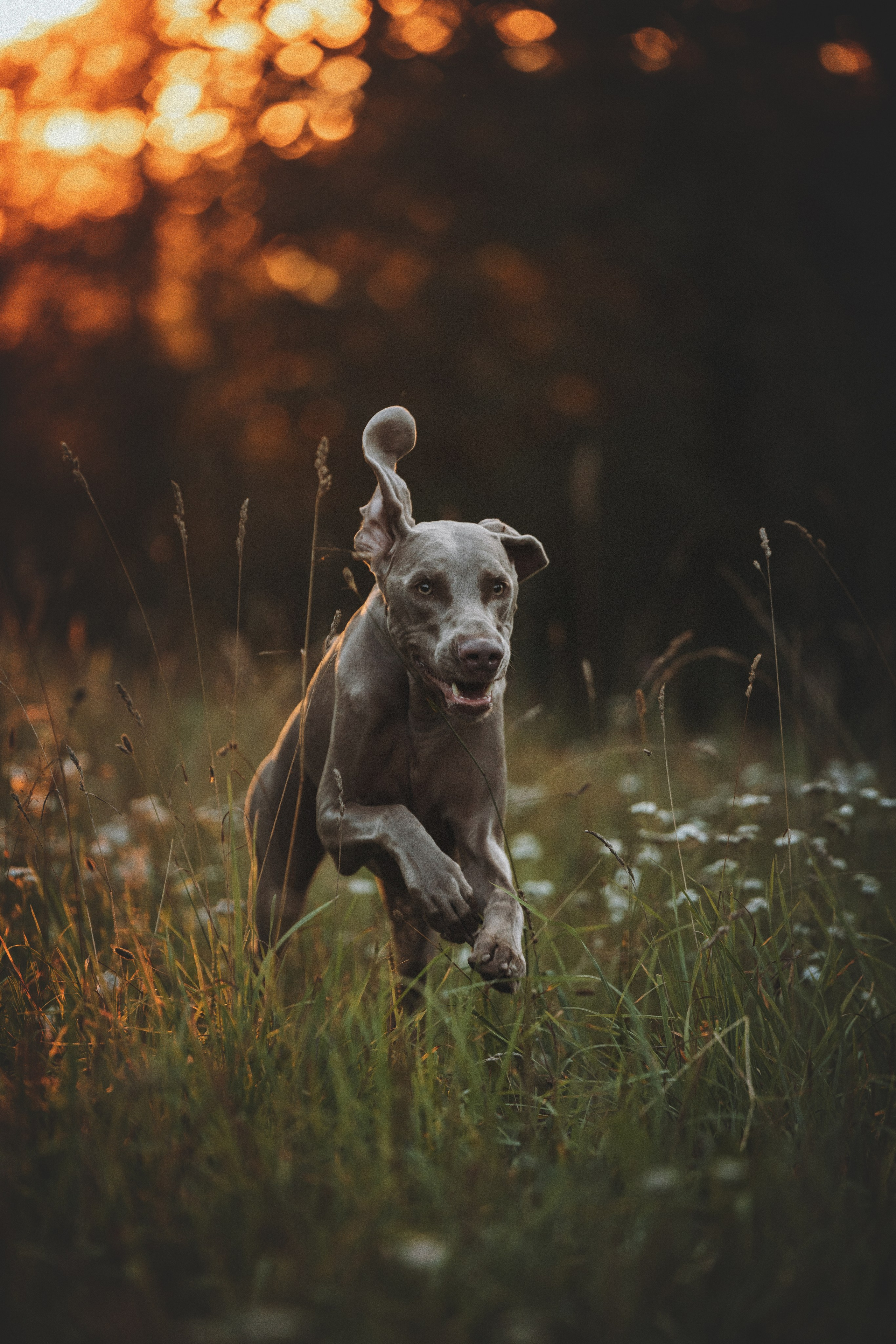 Юля и Эспен. Фотограф анималист Осипчикова Мария