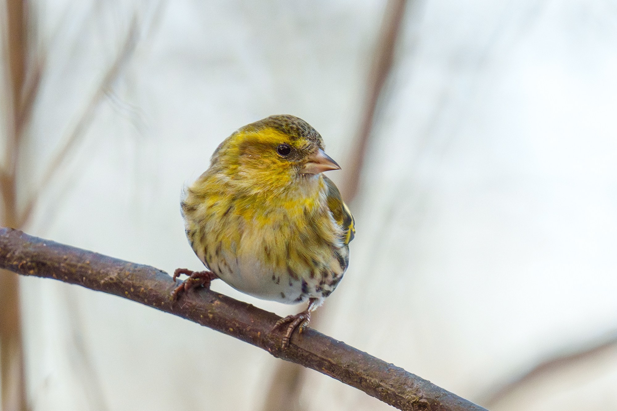 Удивительные мир птиц. Вокруг нас столько прекрасного — присмотритесь!. Ваш личный фотограф Марина Волкова