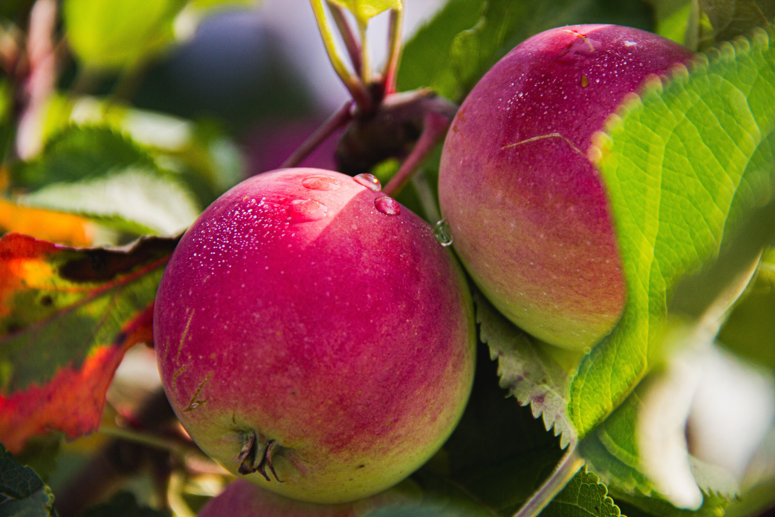 Subject: в саду. Фотограф в Перми Любовь Огородова | Авторские туры