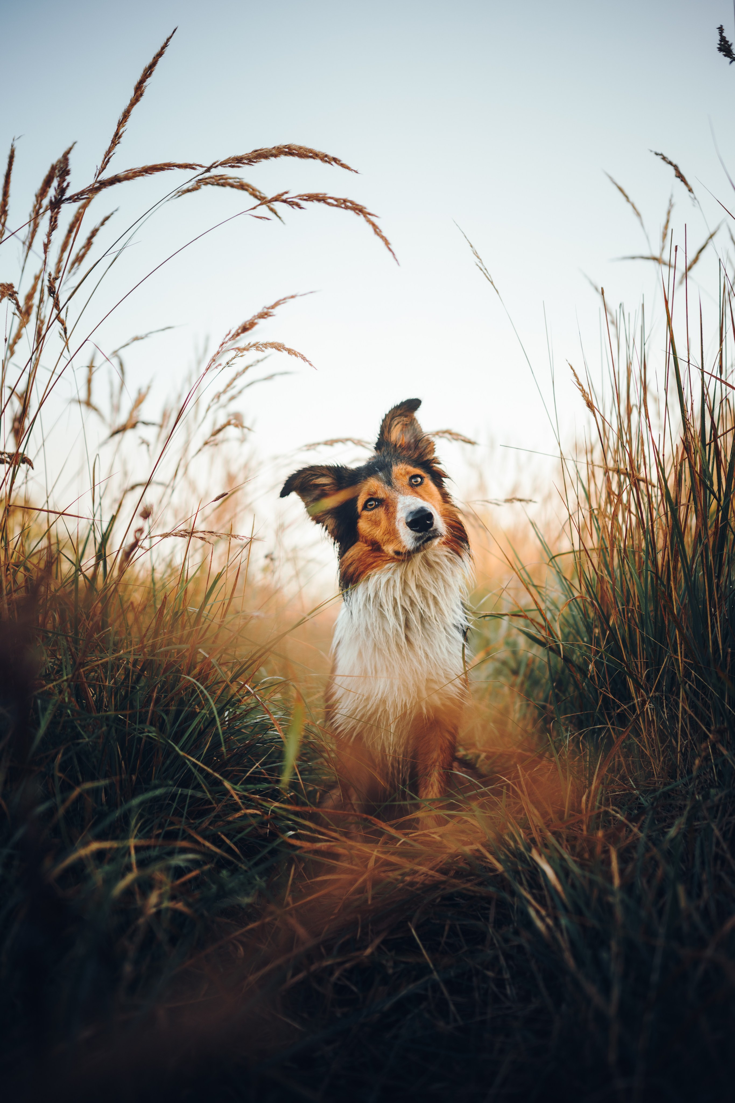 Саша, Флик и Эсприт. Семейный фотограф анималист Ананьева Мария — Москва