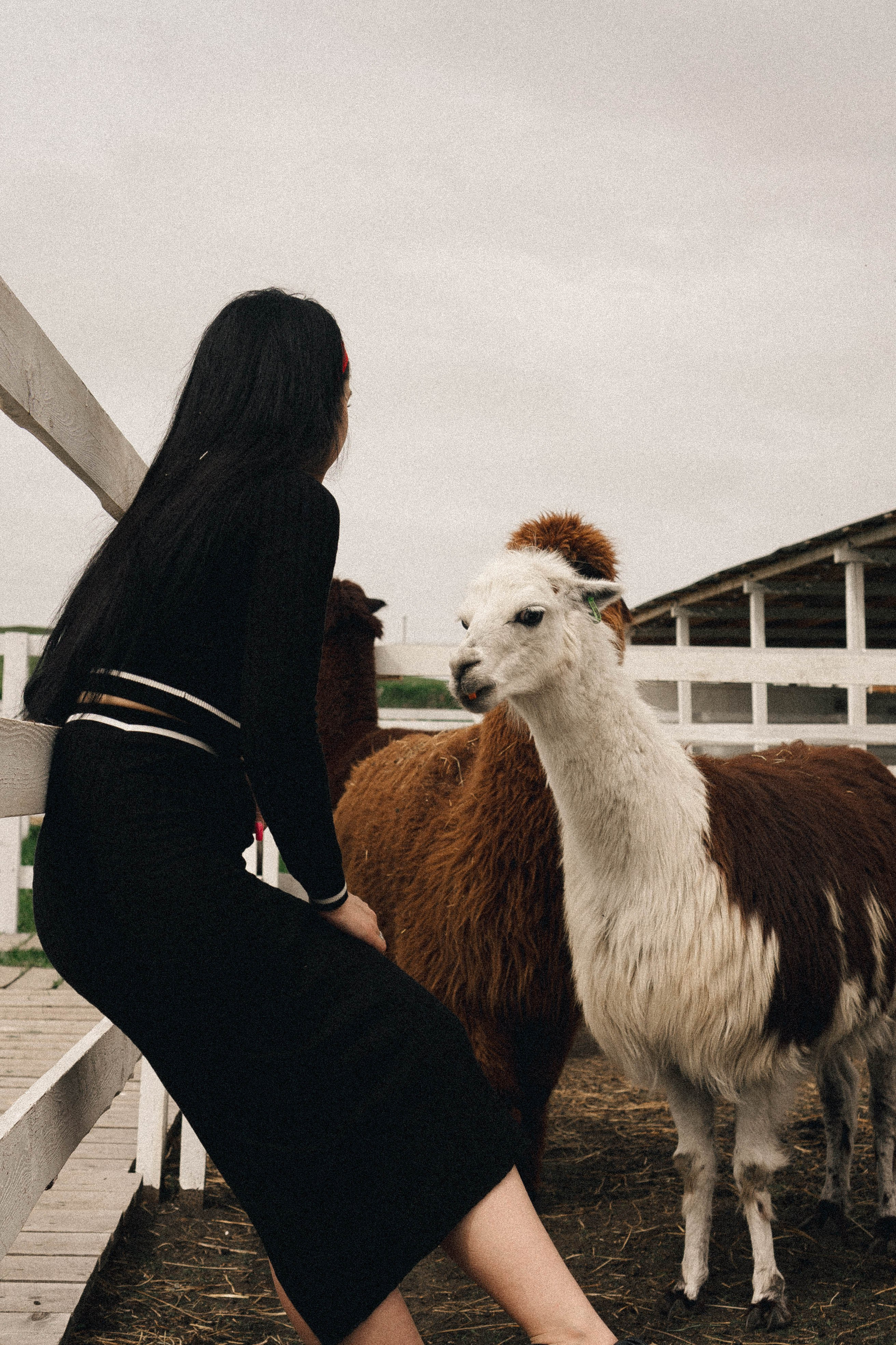 Ферма Альпак. Профессиональный фотограф, Санкт-Петербург — Виктория Богомолова