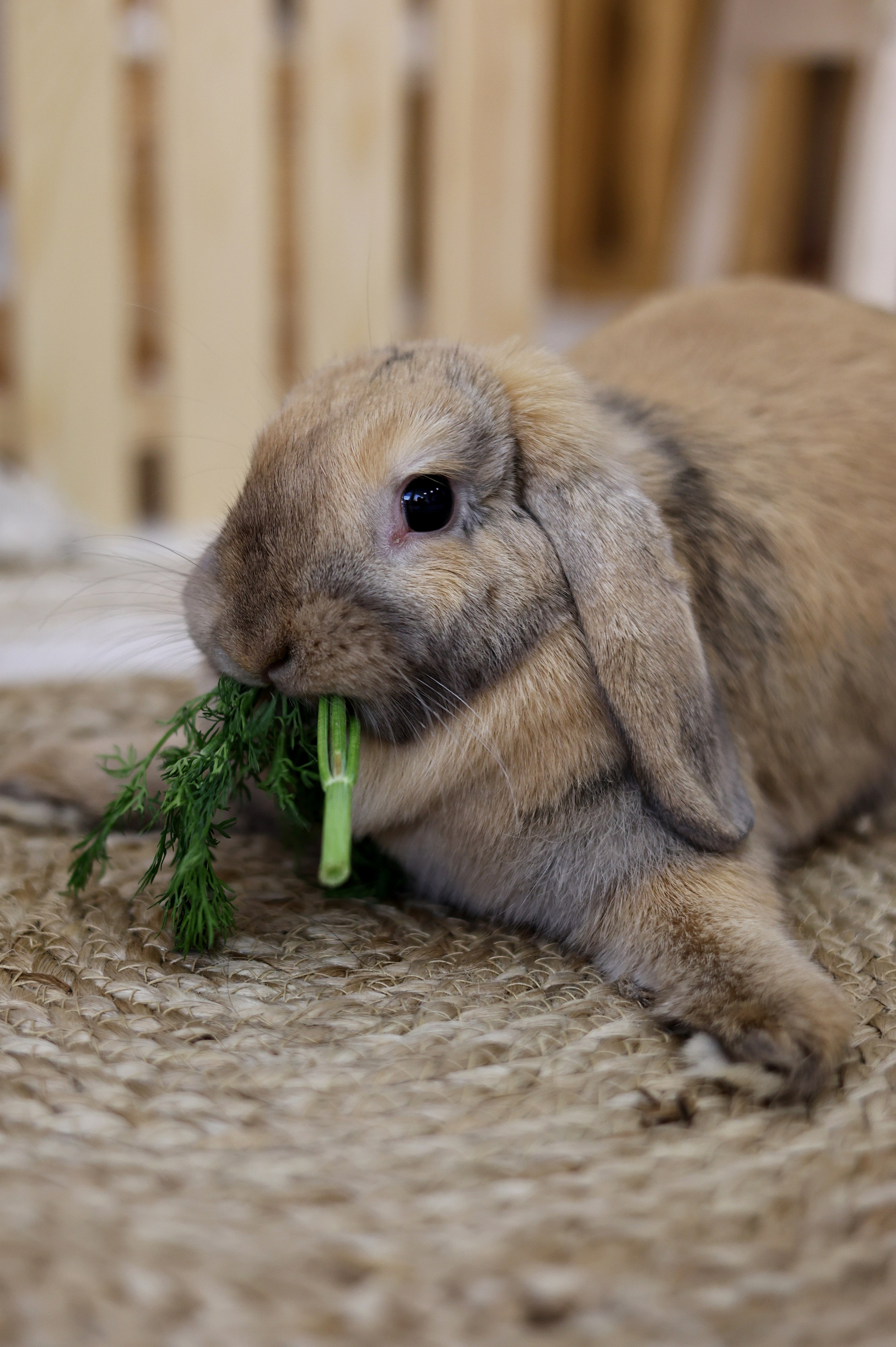 Семья Савелия и Тимофея. Свадебный и семейный фотограф в Воронеже Ксения Воротникова