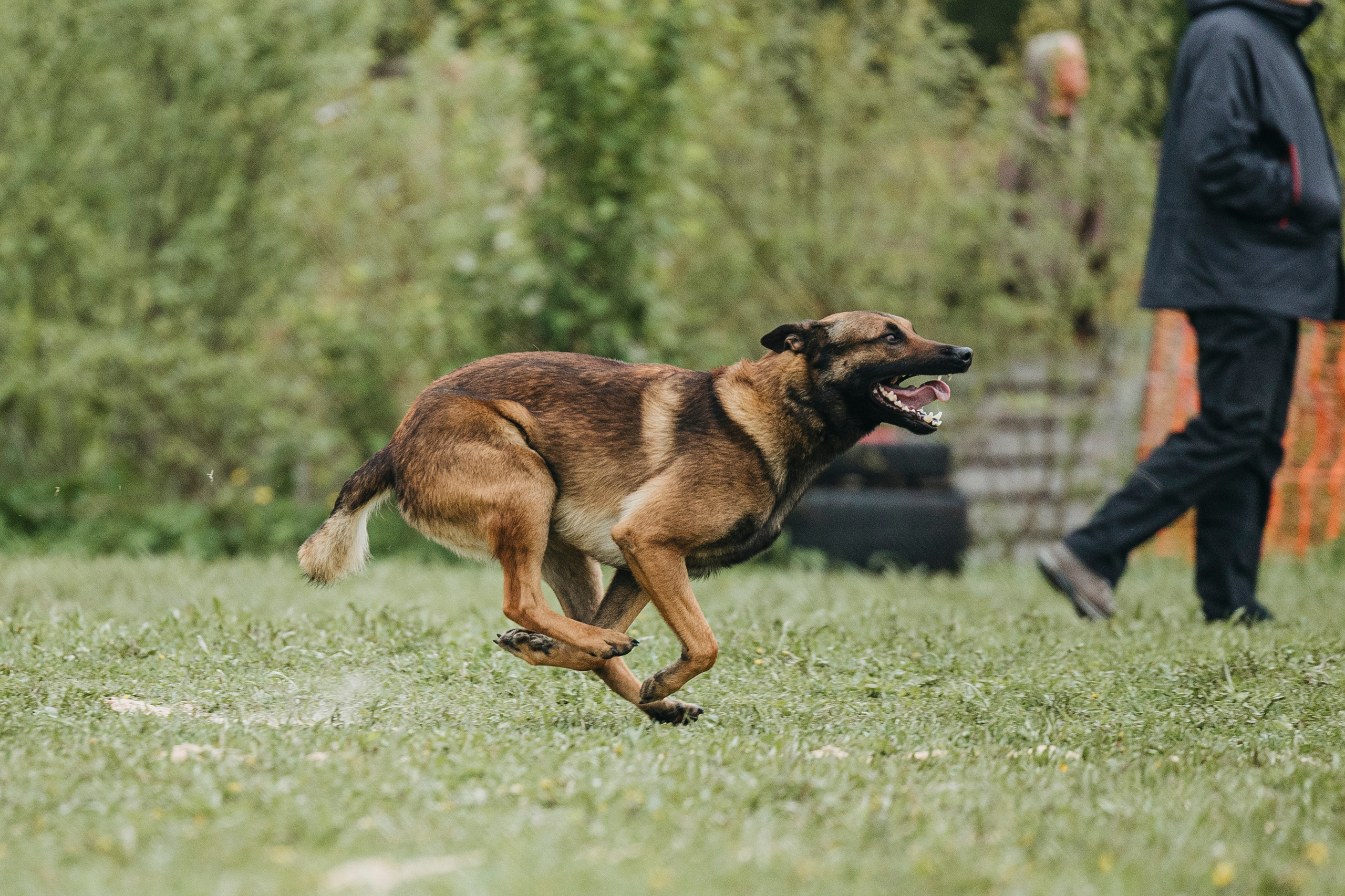 26.05.25 г. Пушкин квалификационные соревнования. Фотограф-анималист Анна Маринич