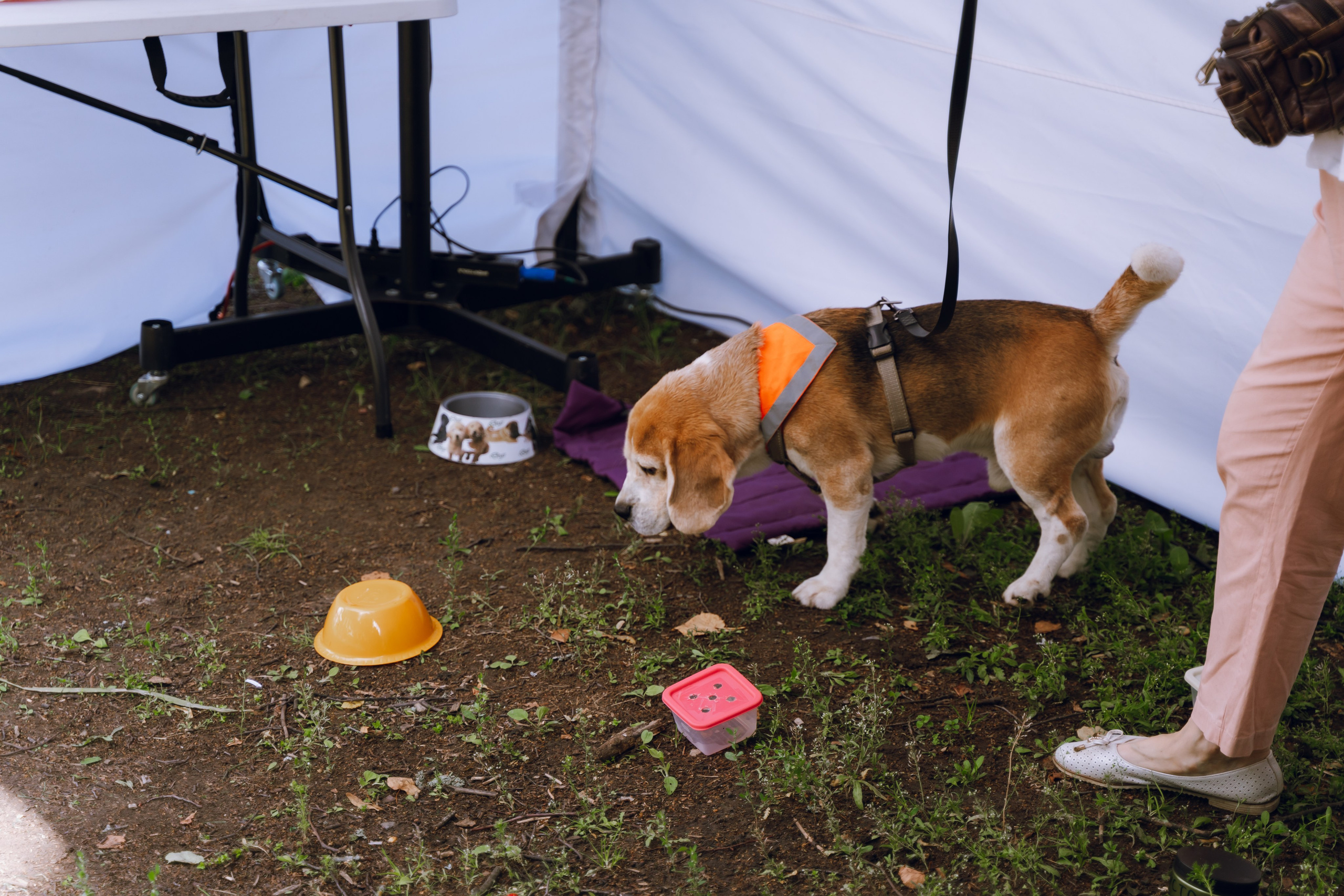 Площадка фестиваля «Мампус и его друзья» в Лесопарке 2025. Фотограф Надежда Погребняк | Рязань | Москва