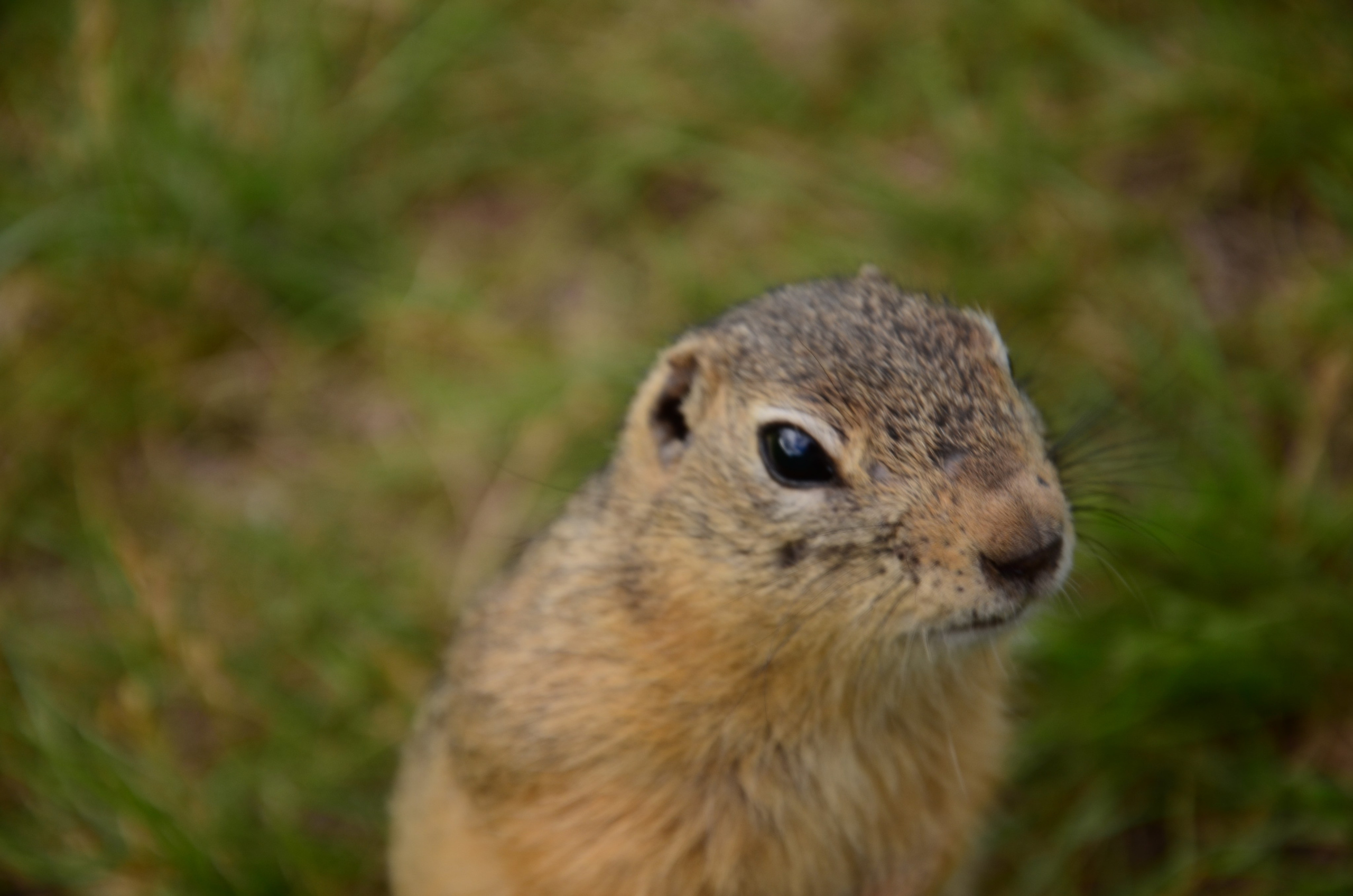 Дары природы. Фотограф viktor viktor