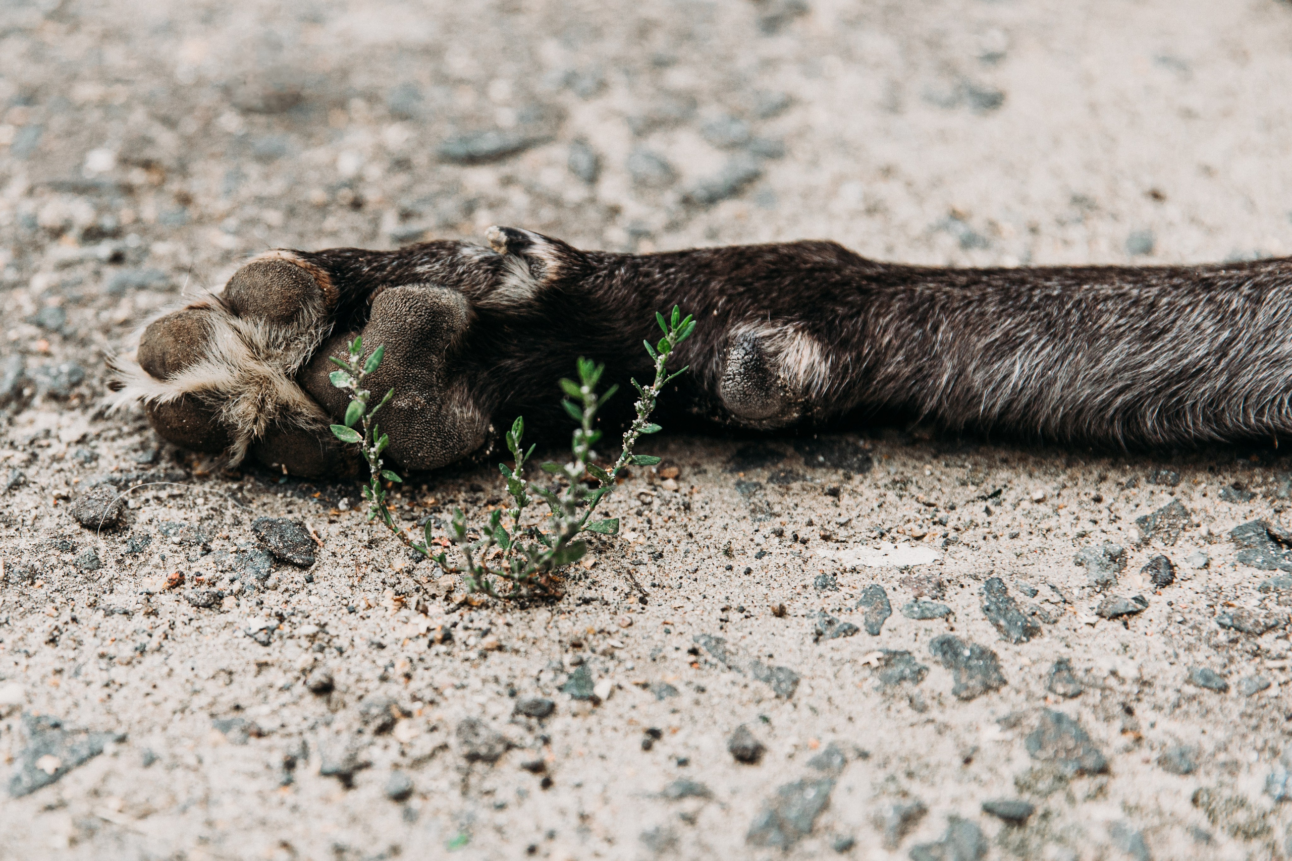 Ольга и Алеся Петровна. Фотограф-анималист в Москве Соломонова Варвара