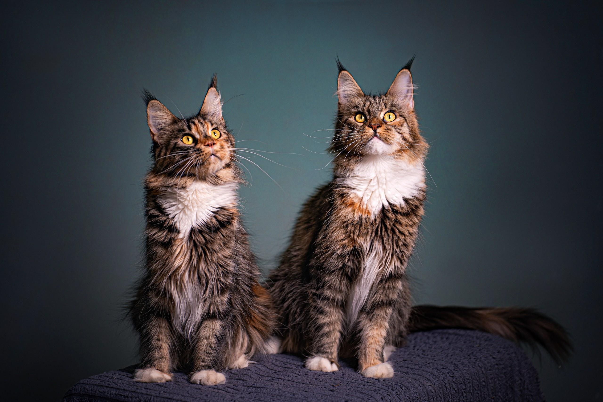 Животные. Профессиональный фотограф в Волгодонске Алексей Рубашевский
