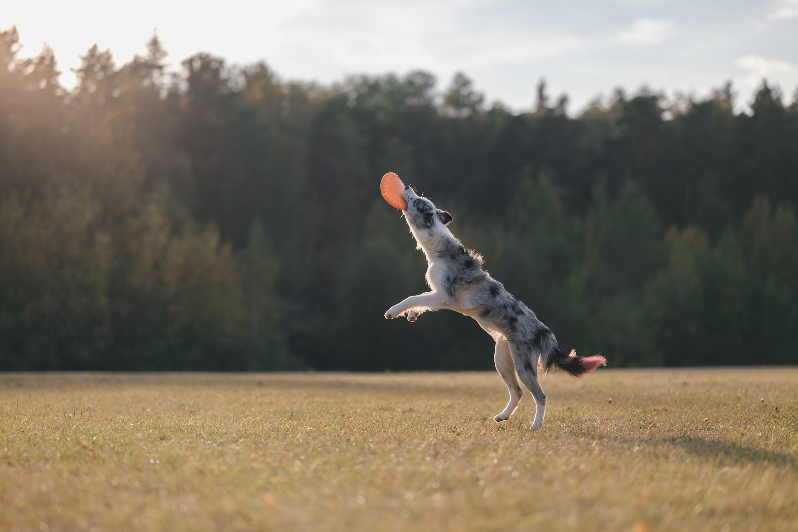 Бордерколли и фрисби. Фотограф Анималист в Москве Анастасия Жучкова