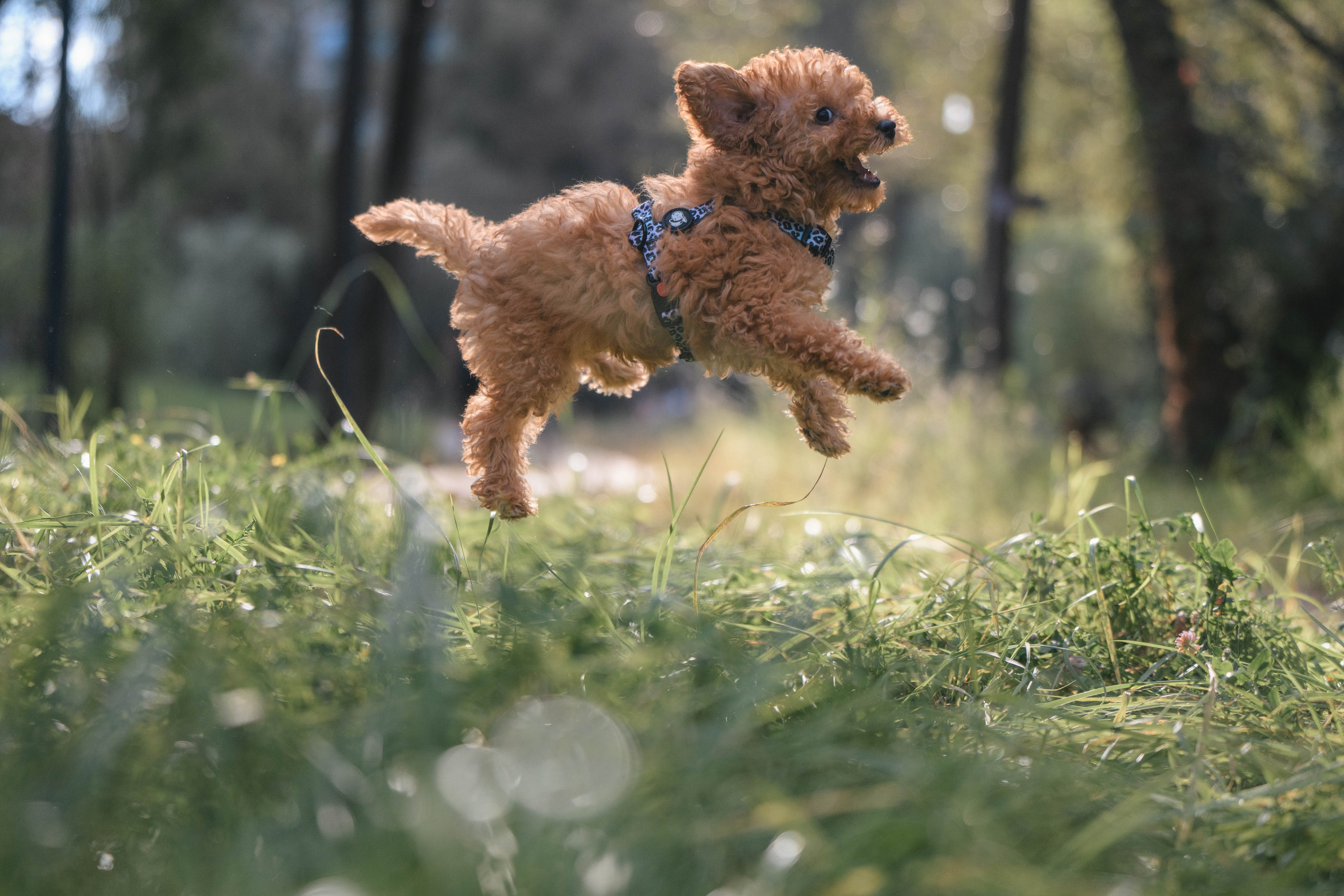 Щенок той-пуделя. Фотограф Анималист в Москве Анастасия Жучкова