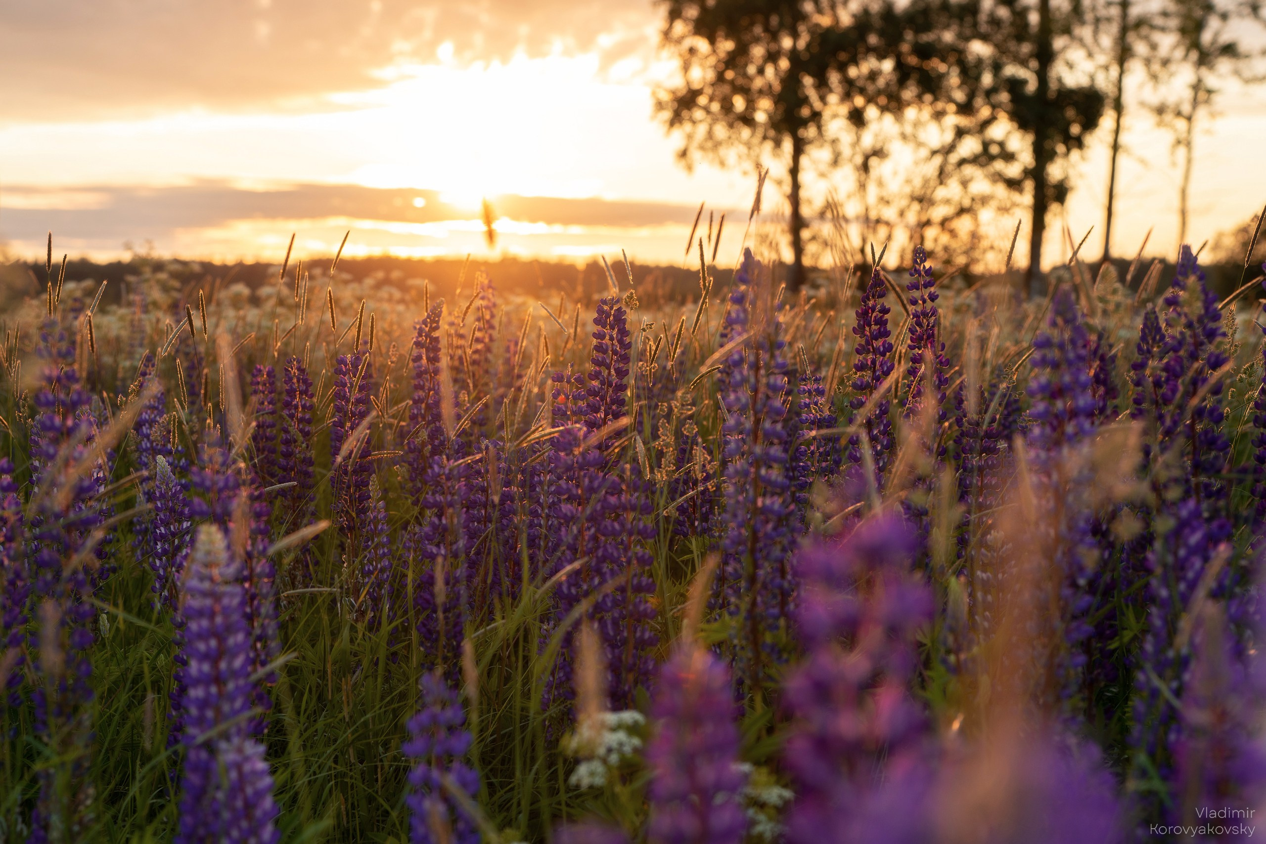 Nature. Photographer Vladimir Korovyakovsky