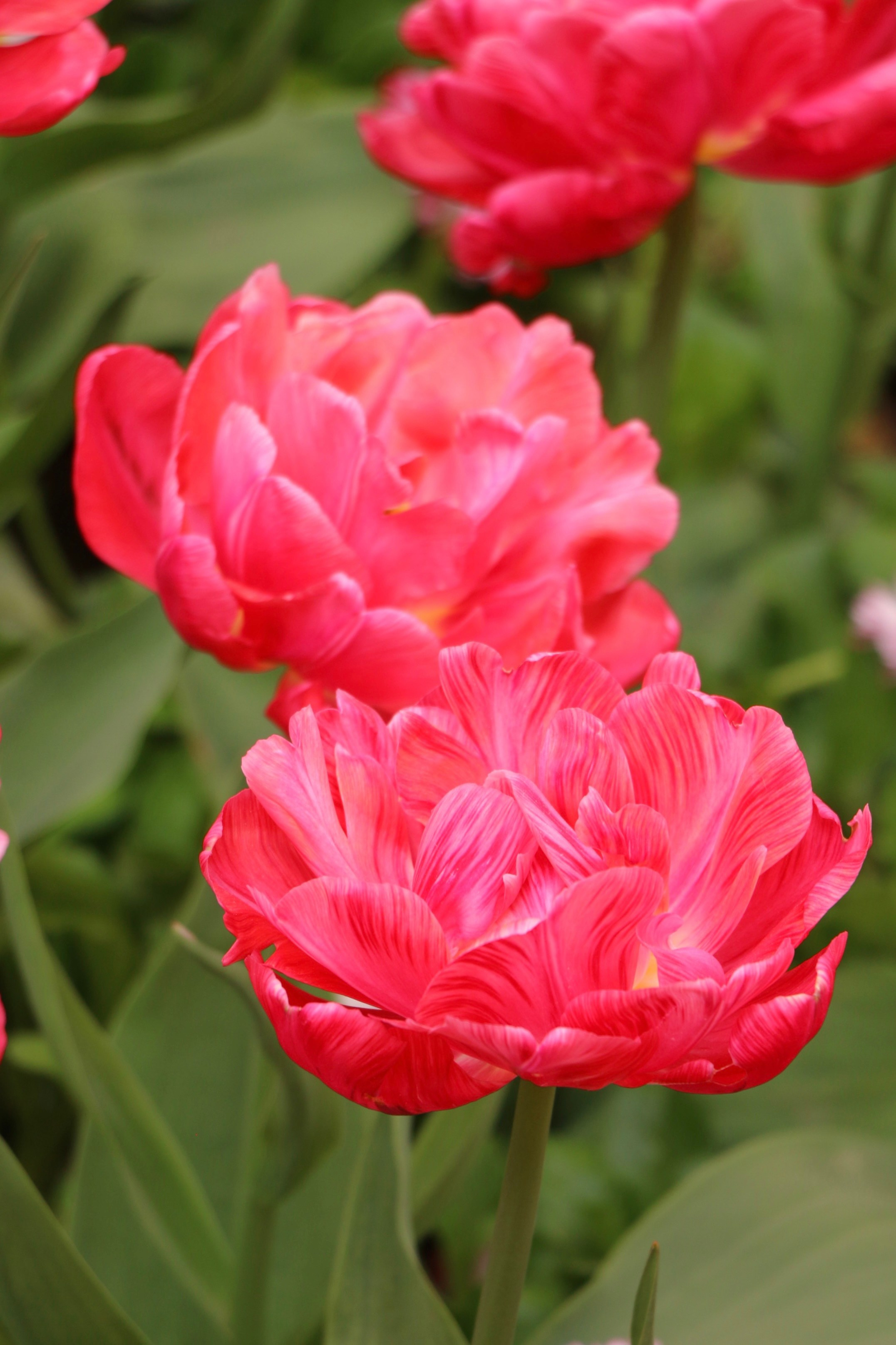 Природа. Семейный и детский фотограф в Ялте Ольга Солерина