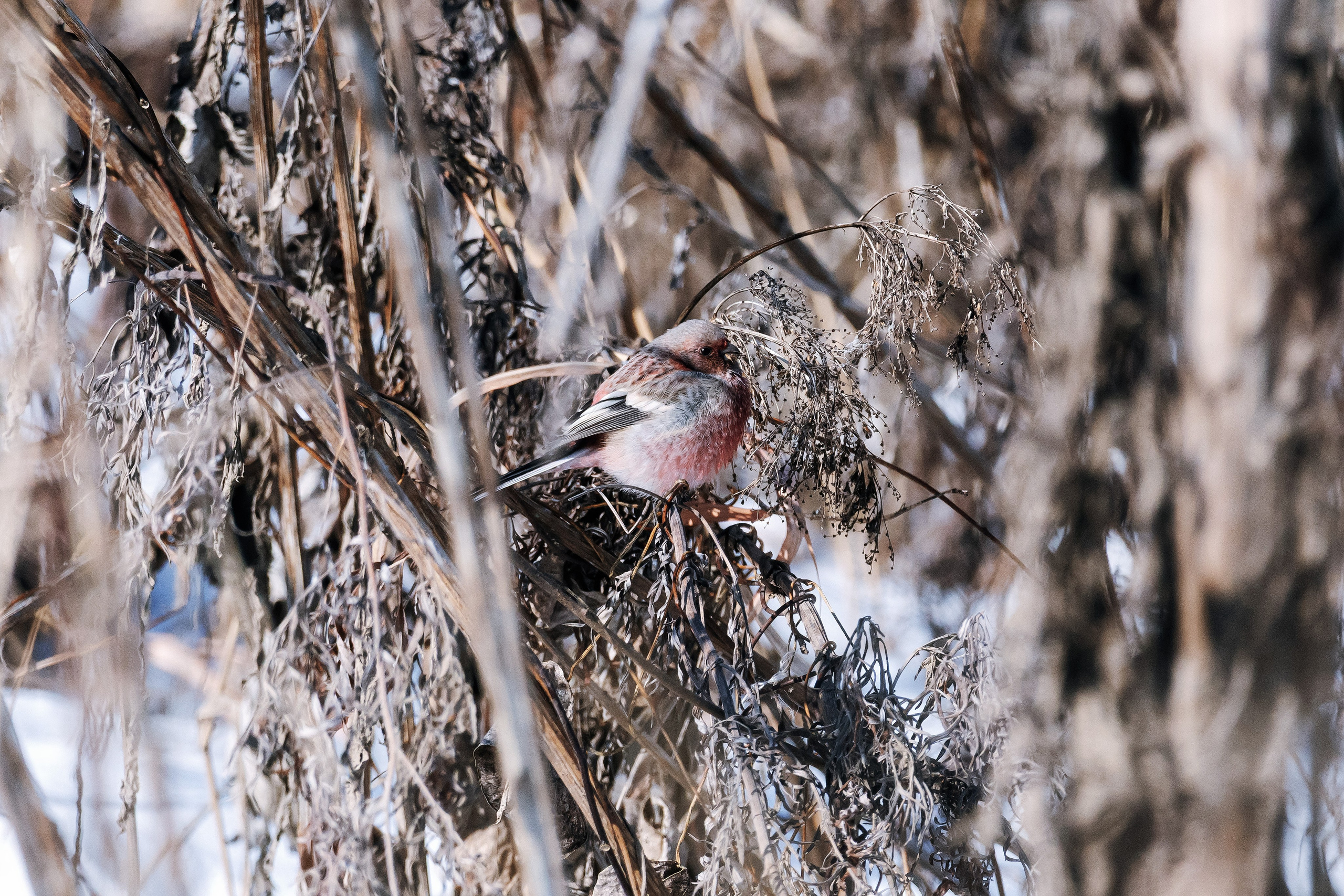 Фотография длиннохвостого снегиря (урагуса) посреди веток зимних трав и кустарников