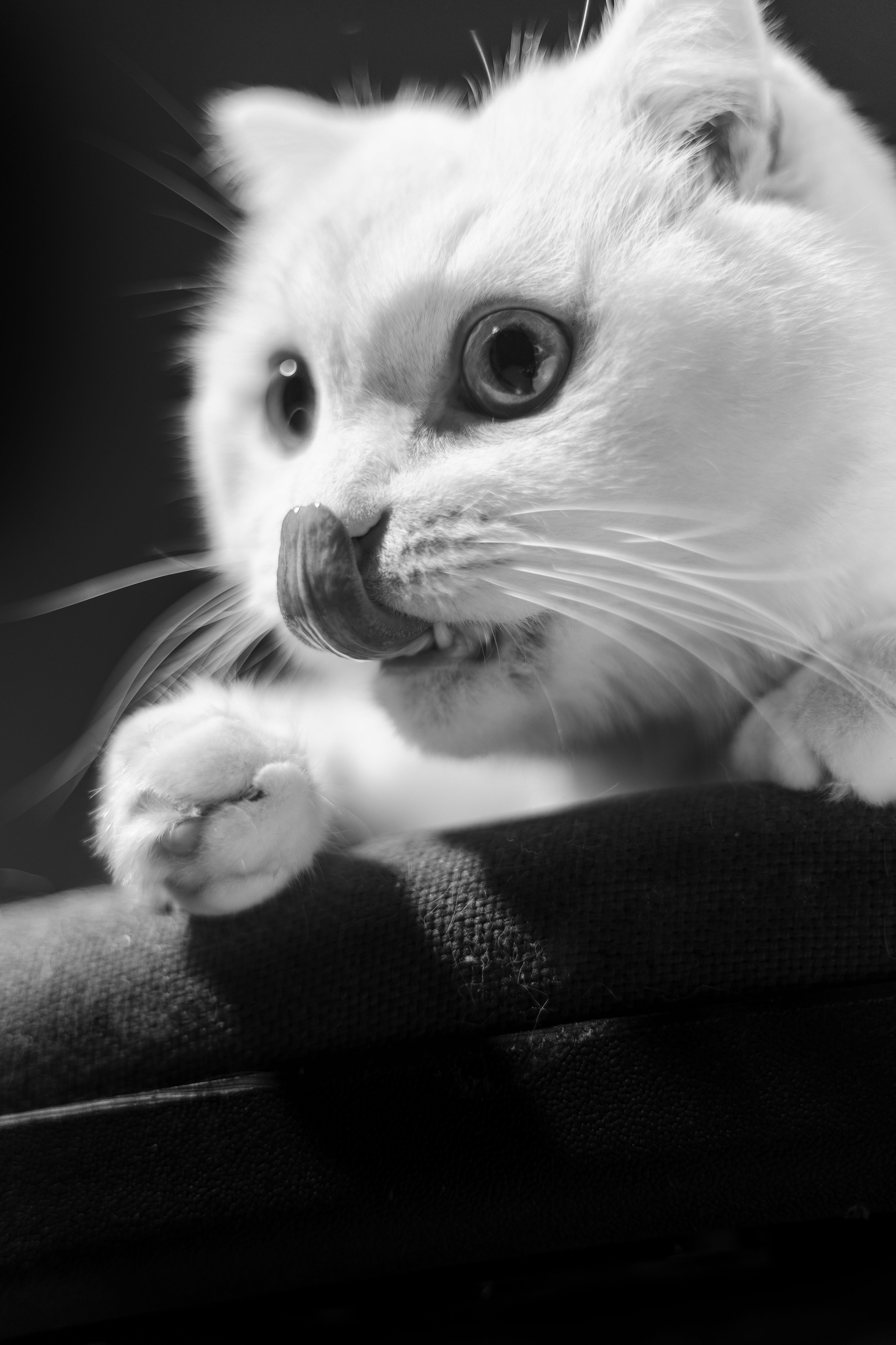 Фотосессия для питомца Нижний Новгород. Фотограф. Спорт, репортаж, предметная съемка