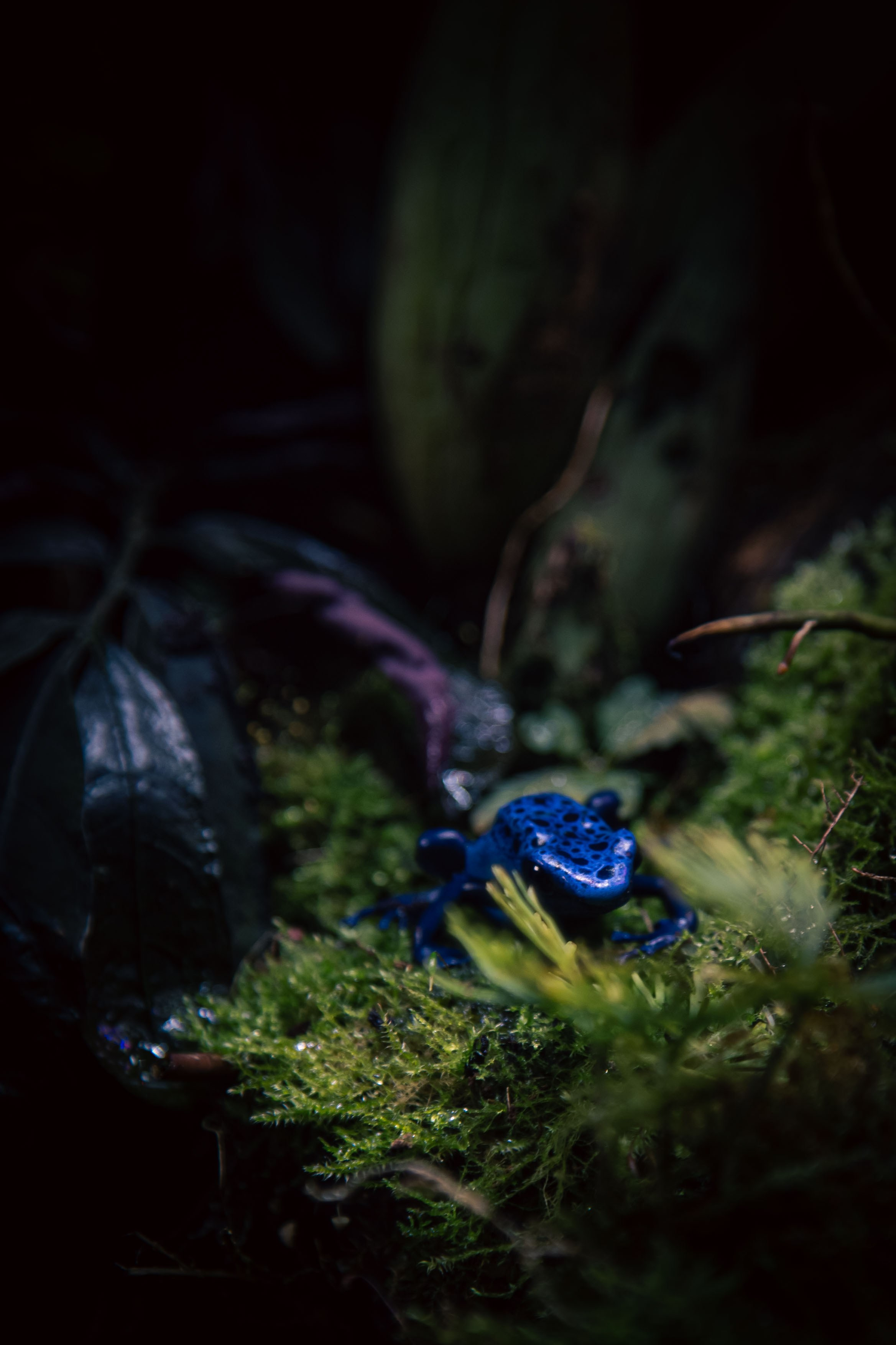 Китайский новый год 2025. Dmitriy [KCCC] is a pretty cool photographer