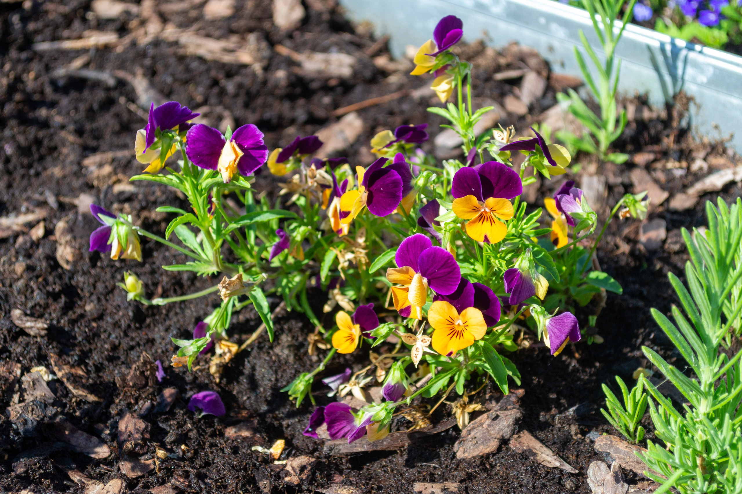 Тульская областная онкологическая больница (лето-цветы, NIKON D3100 35 мм F1,8)). Фотограф в Туле Крупский АнДРей. Фотостудия «КАДР71» в Туле