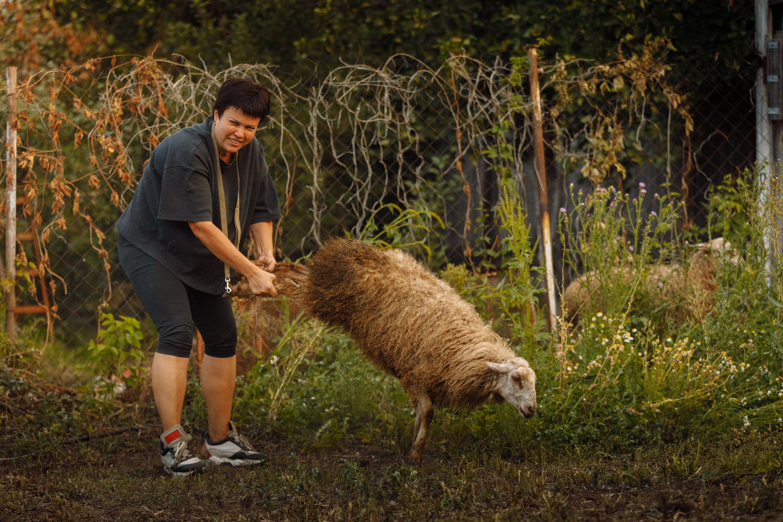 Овечий день. О нас