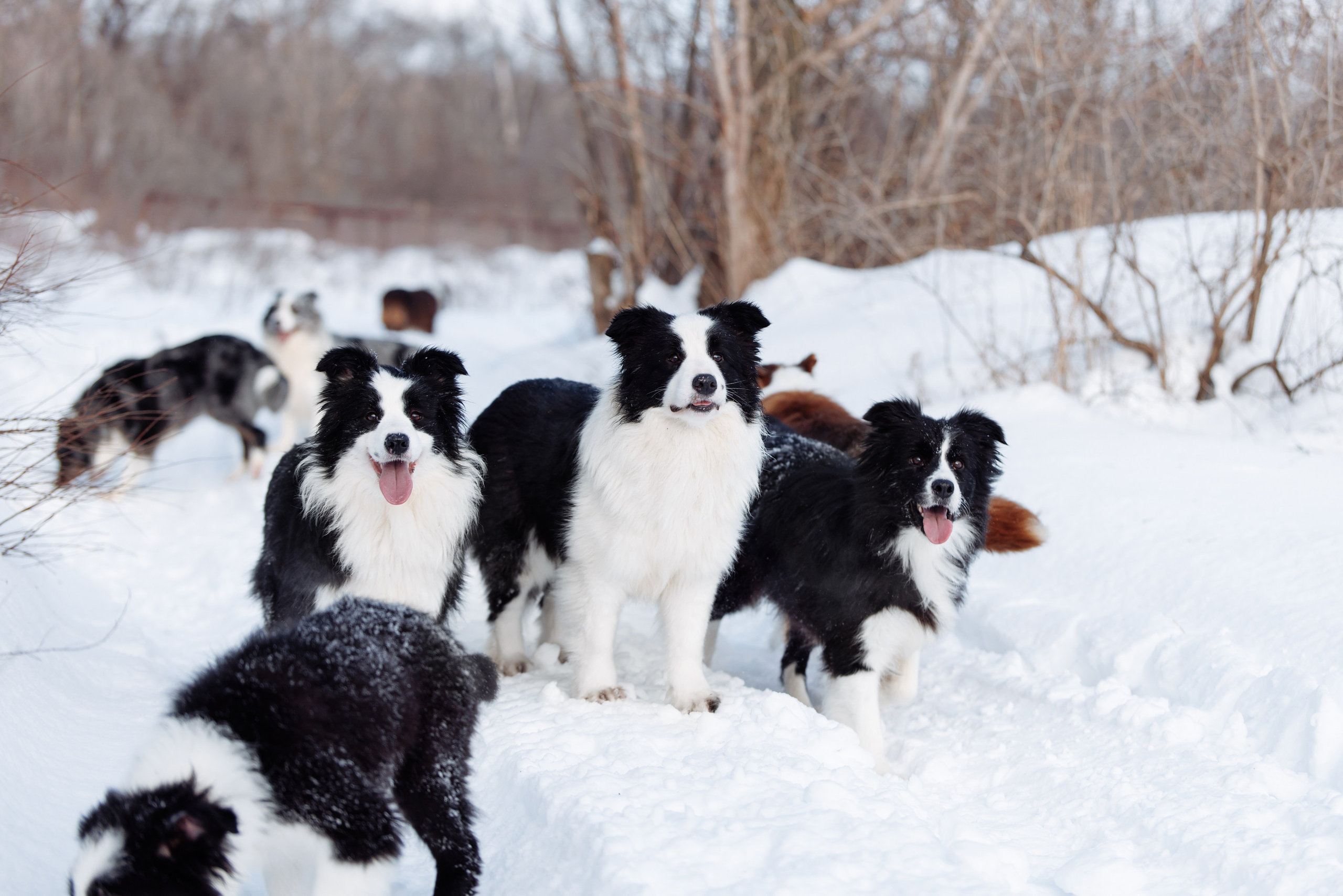 Яркий январь. О нас