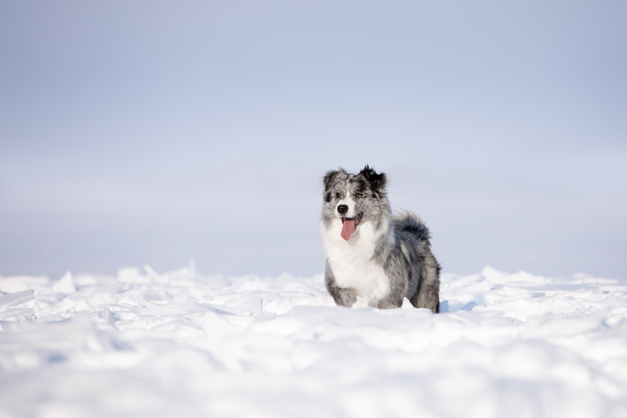 Мороз и солнце. О нас