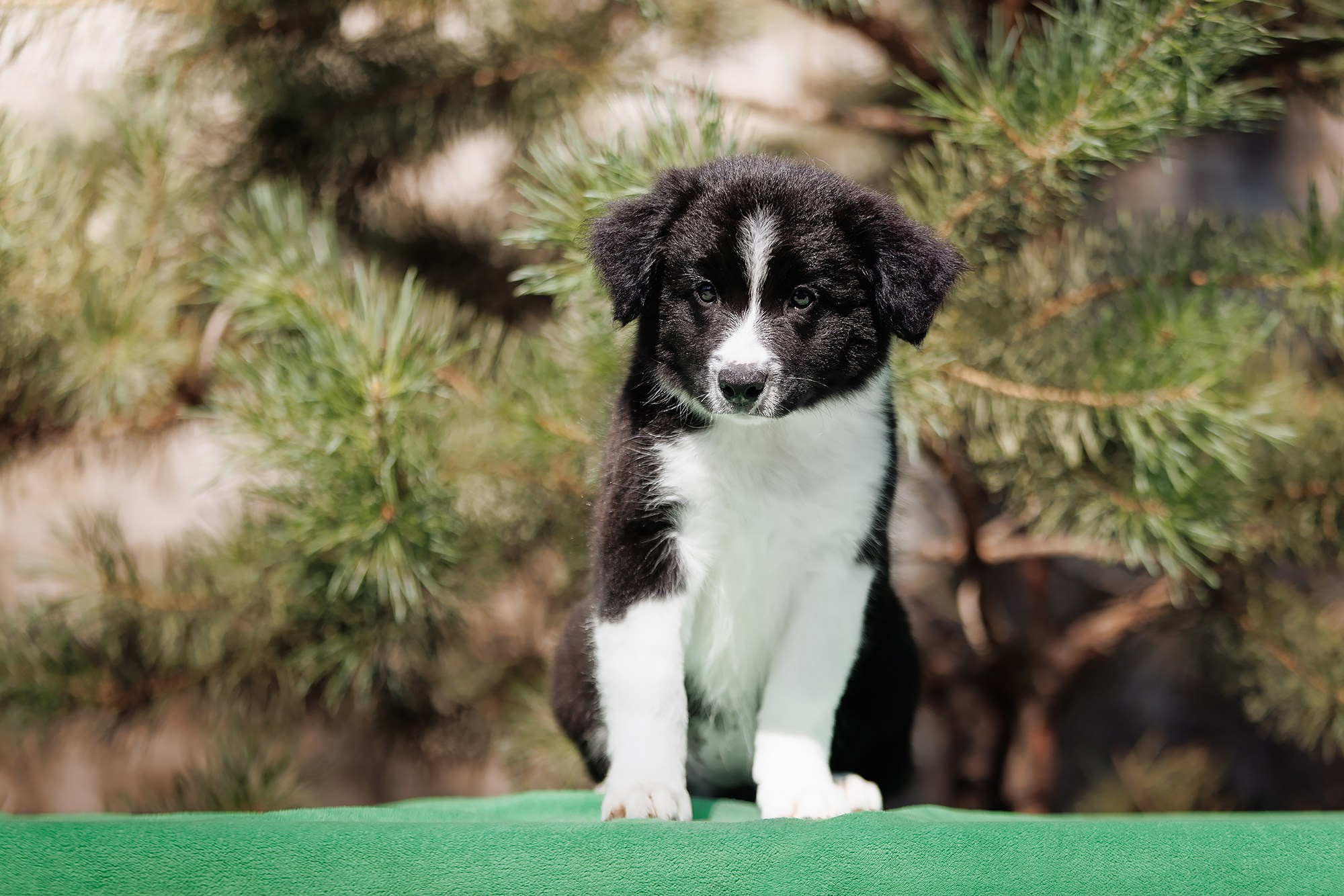 Трава у дома. О нас