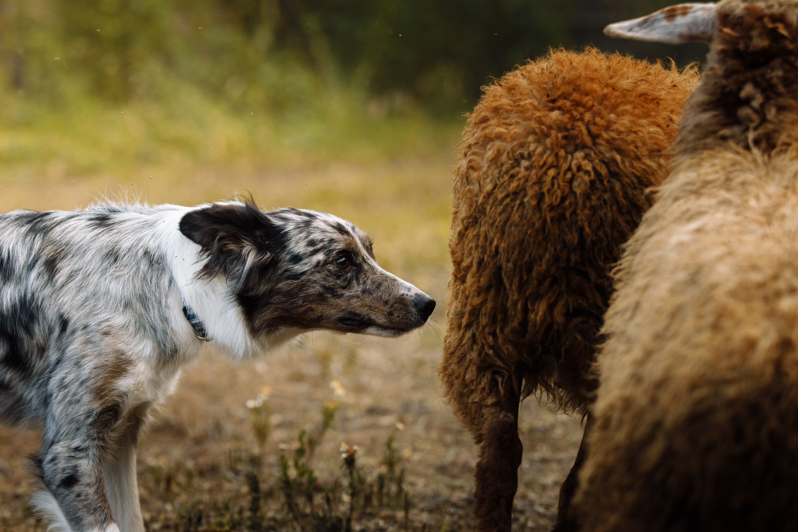 Овечий день. О нас