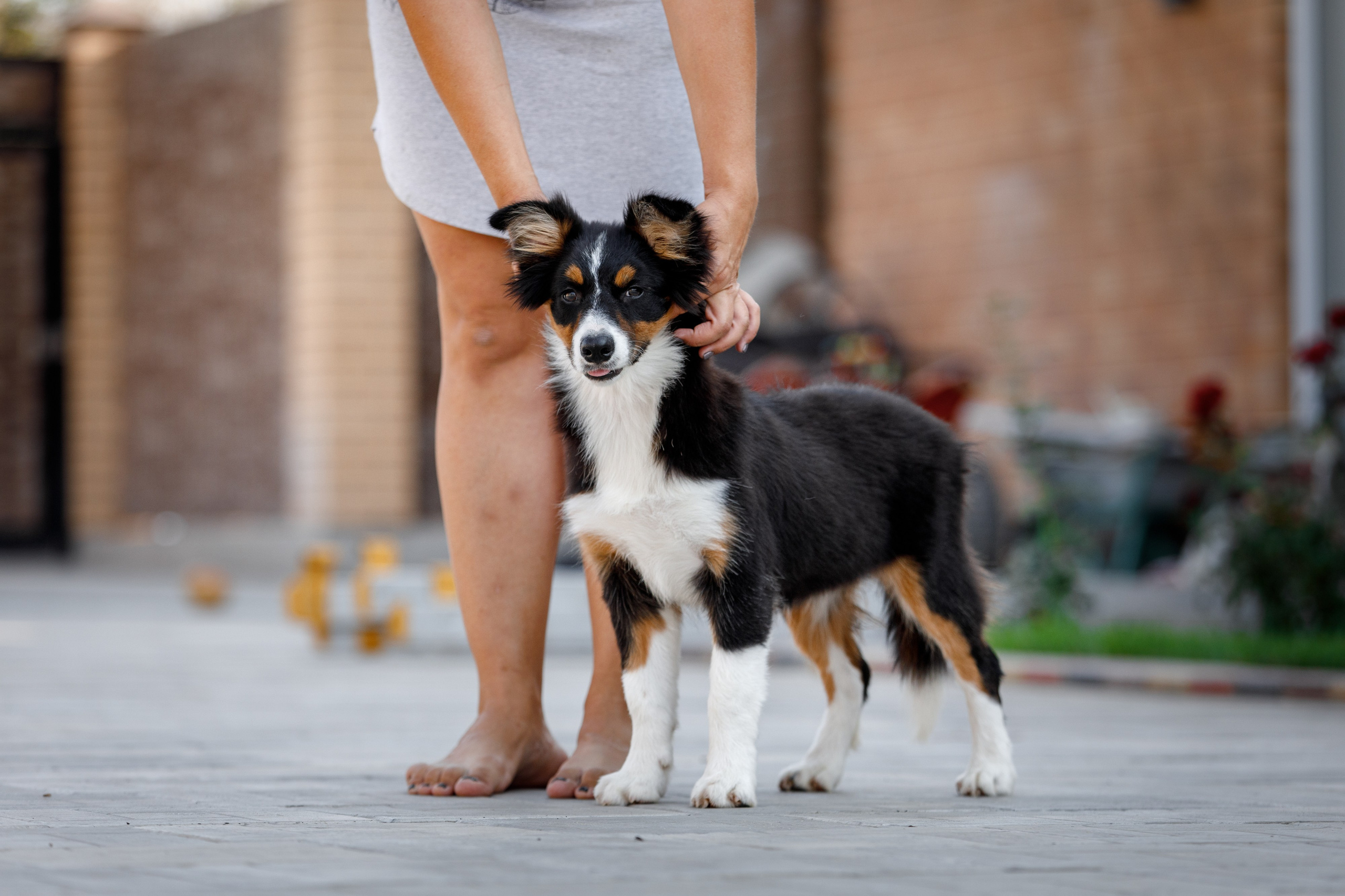 Смешарики. О нас