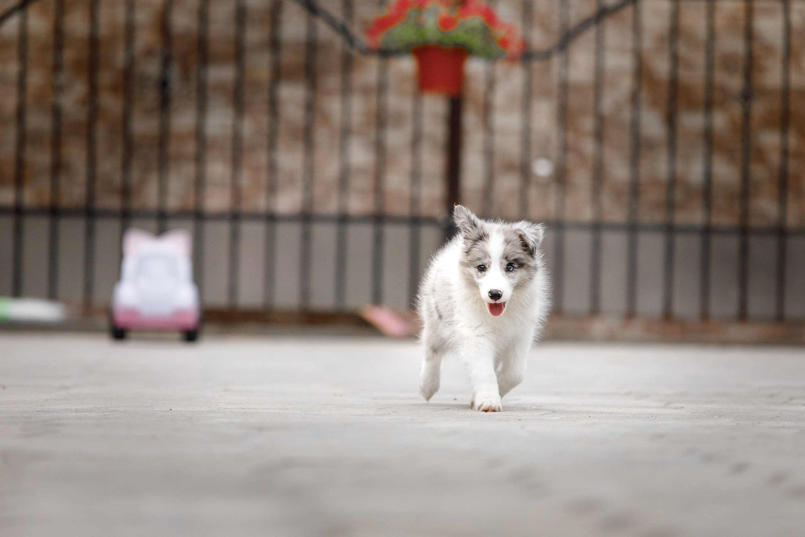 Болтовня в саду. О нас